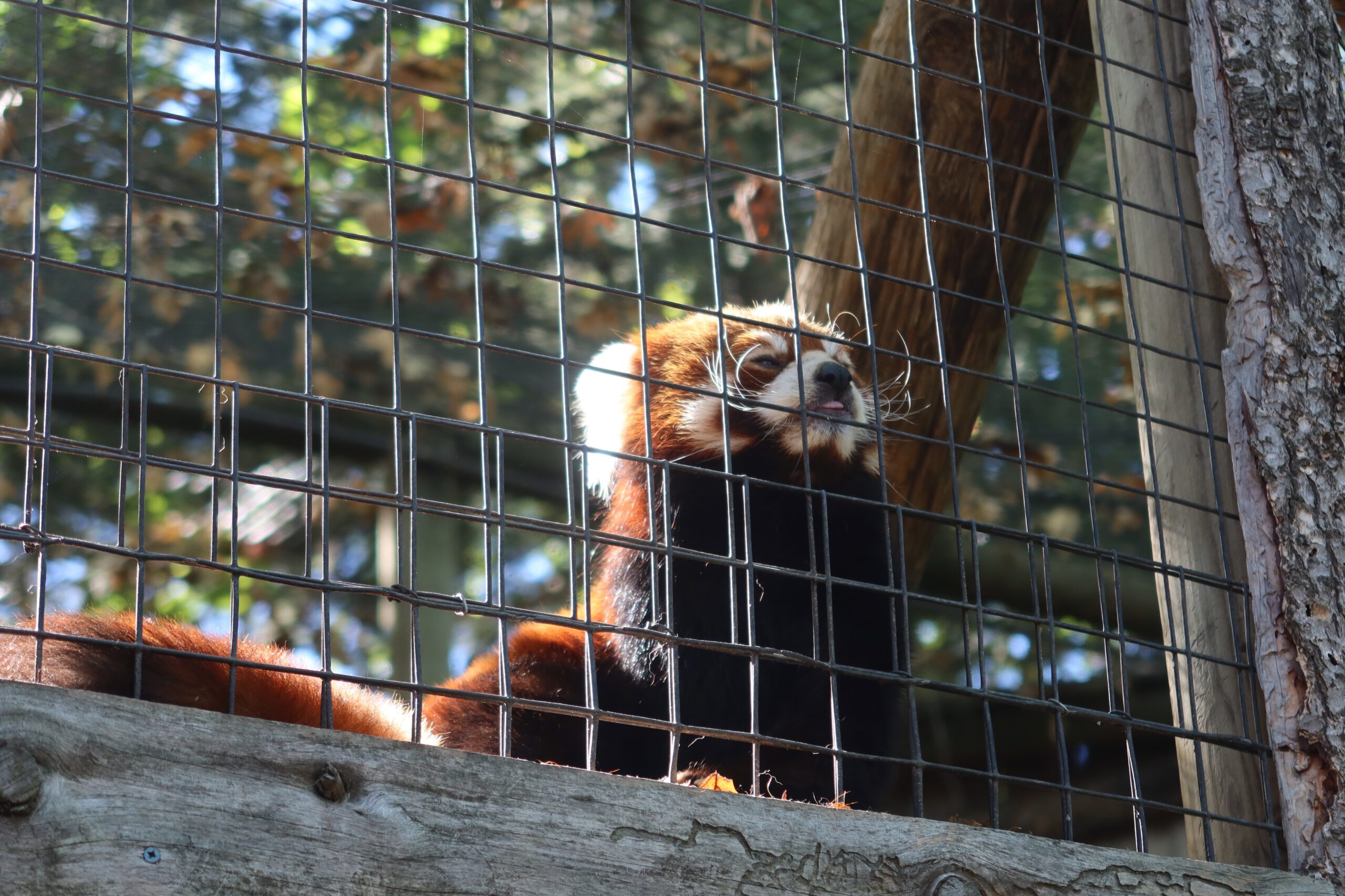 Red panda sitting on a wooden platform behind wire mesh at Zoo Boise, looking upward with trees and dappled sunlight in the background.