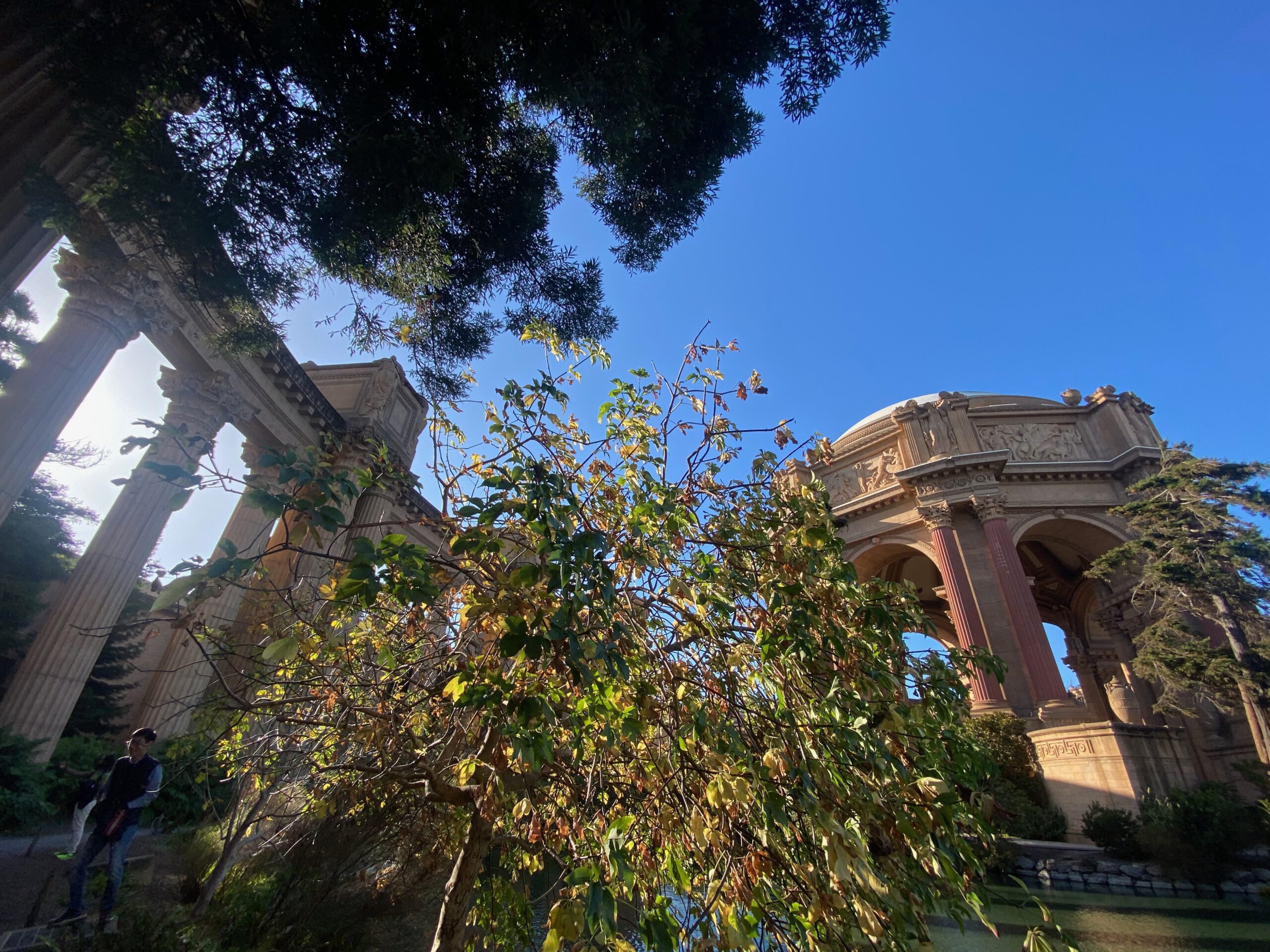 Palace of Fine Arts San Francisco seen from below, featuring the iconic rotunda and classical columns framed by trees, greenery, and a clear blue sky in the Marina District