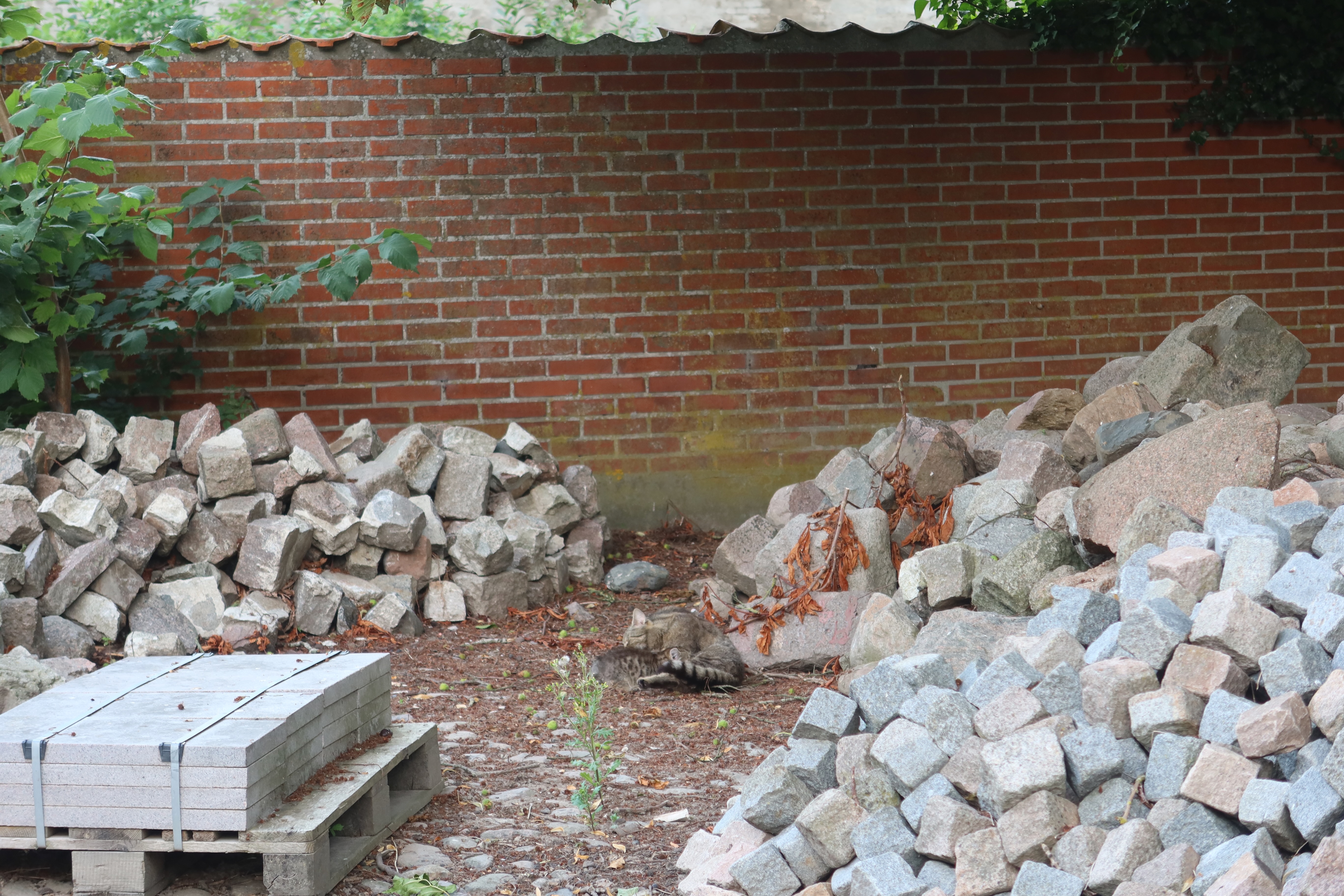 Mjelsvig Harbor area with a small cat resting between stones near a red brick wall in Mjels Denmark