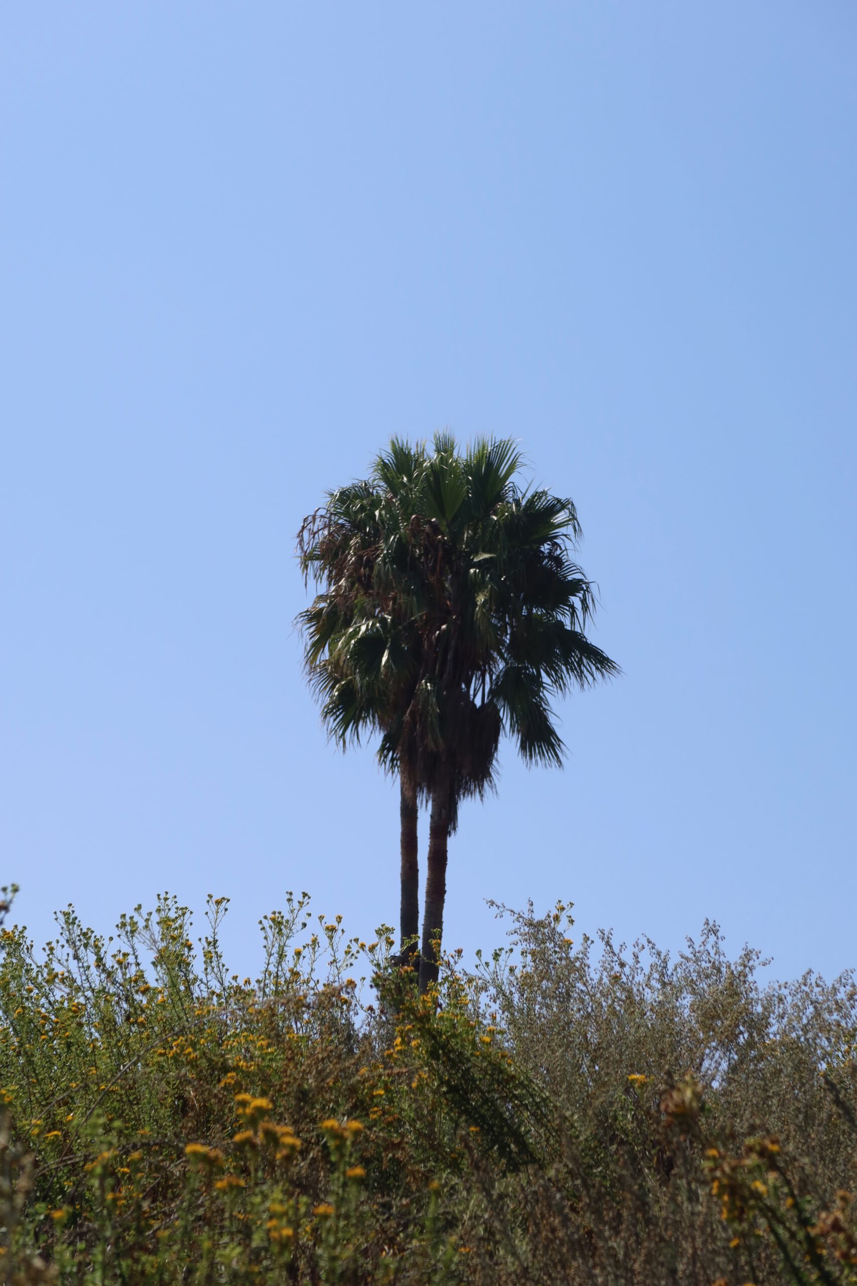 Tall California fan palm (Washingtonia) rising above native shrubs and wildflowers under a clear blue sky in Malibu, California