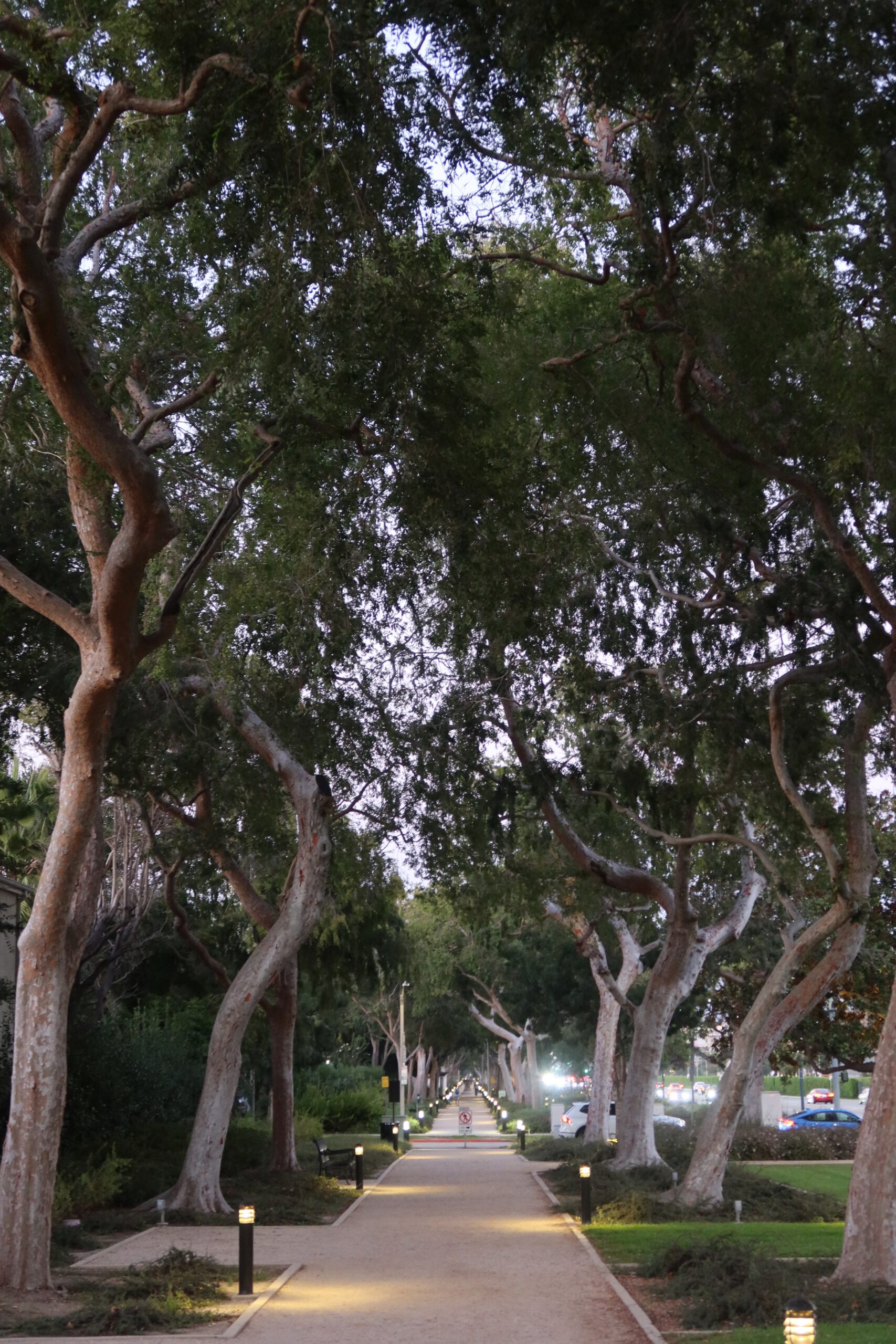 Tree-lined walking path in a park in Beverly Hills with evening lights.