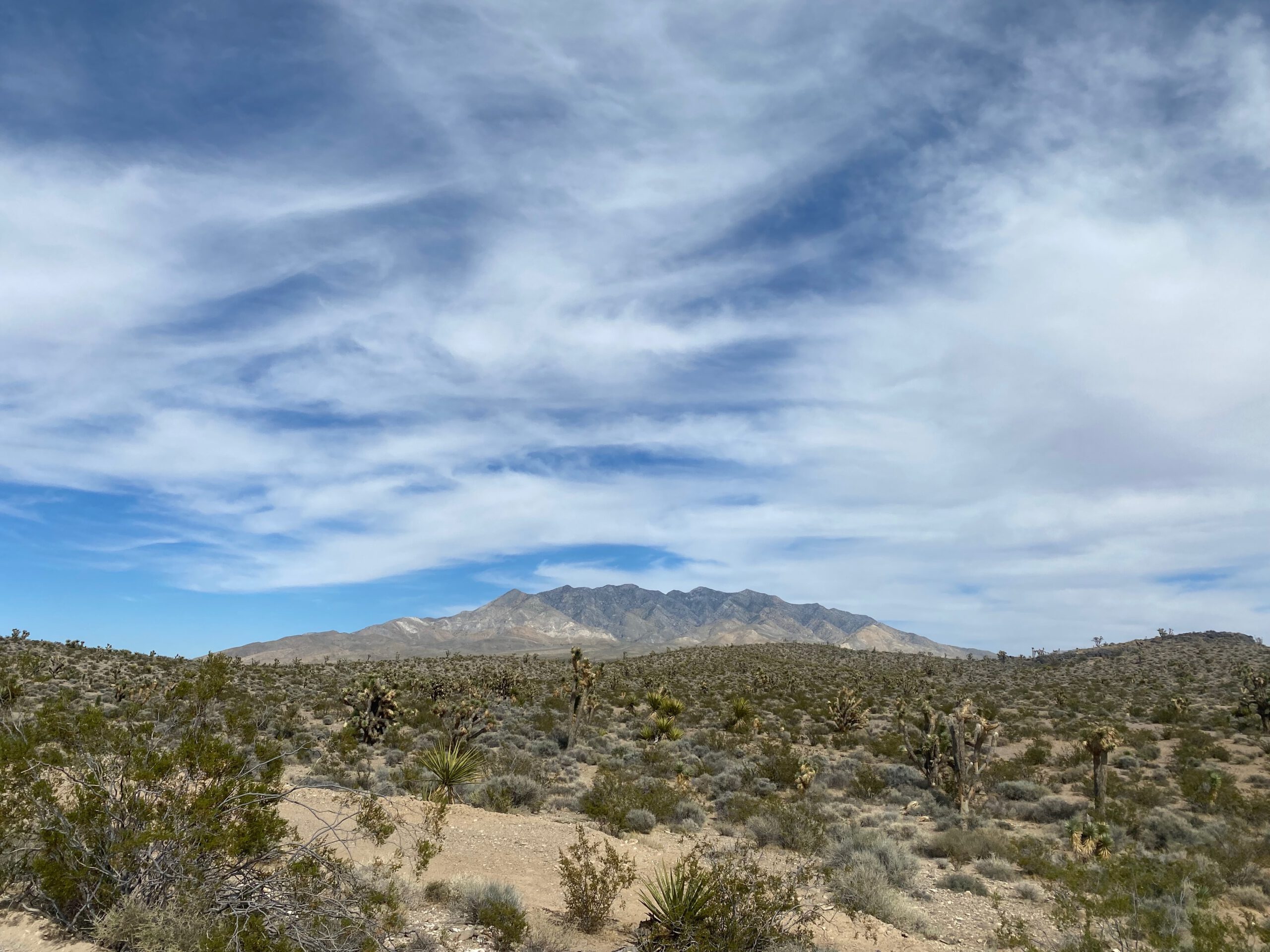 Mojave Desert California landscape with Joshua trees and desert shrubs in the foreground, wide open valley and rugged mountain range under dramatic clouds.