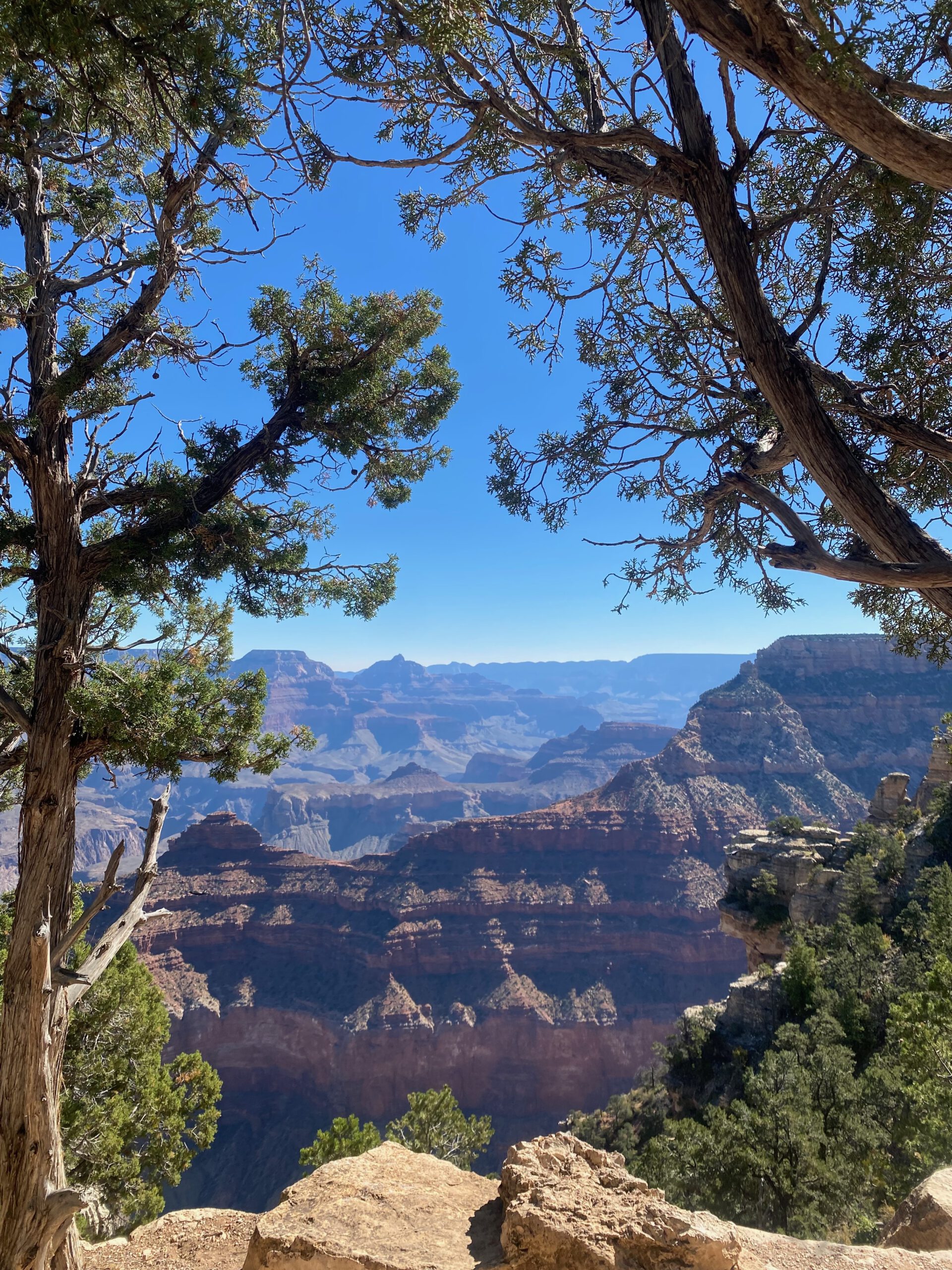 Scenic view of the Grand Canyon framed by desert trees, highlighting the depth and layered rock formations
