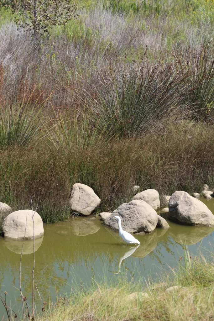 White egret standing in the lagoon at Legacy Park in Malibu, California with rocks and wetland plants