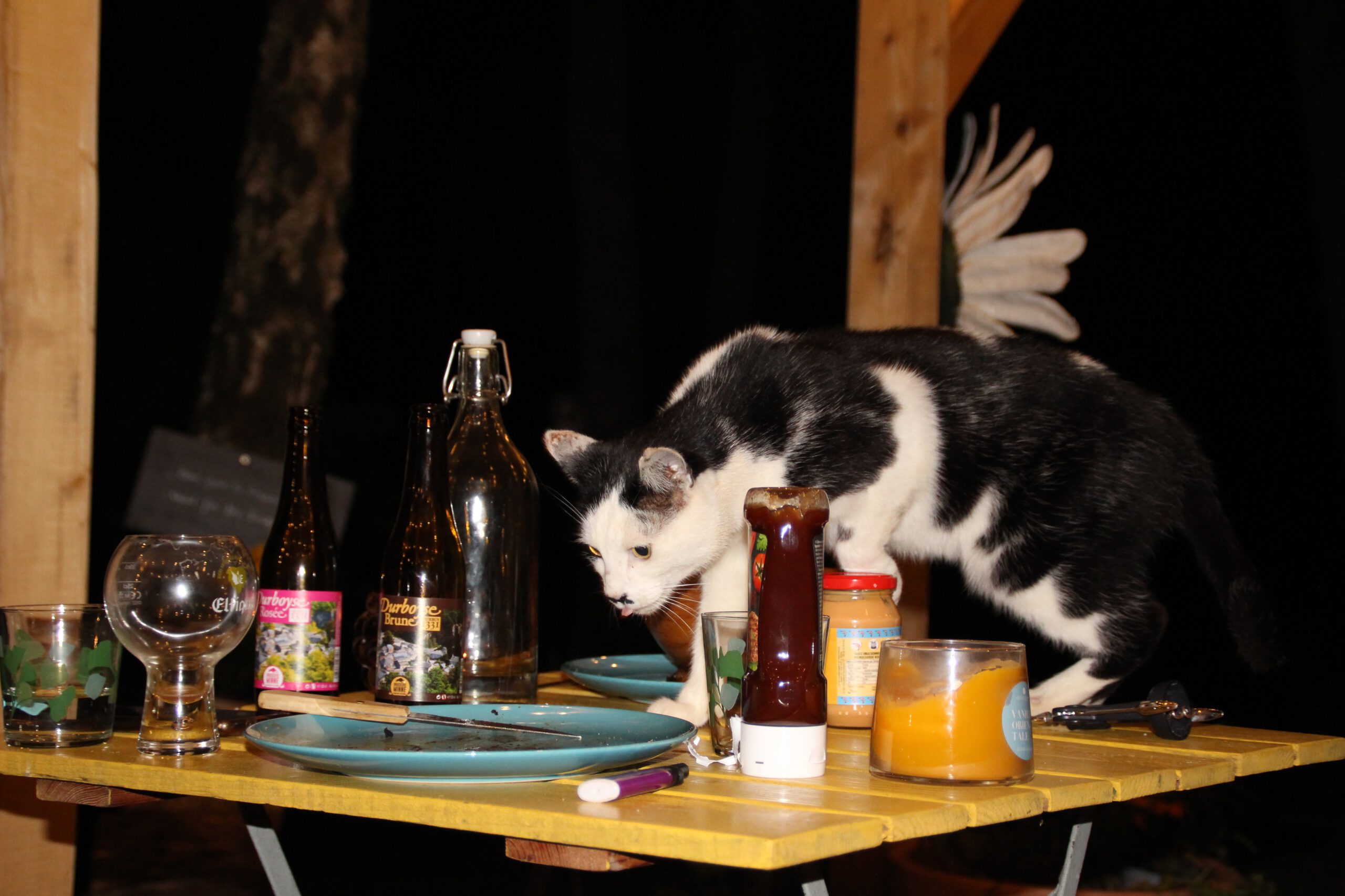 Josephine Caravan Aywaille curious cat exploring the outdoor table with local beers and barbecue items during a cozy evening in the Ardennes