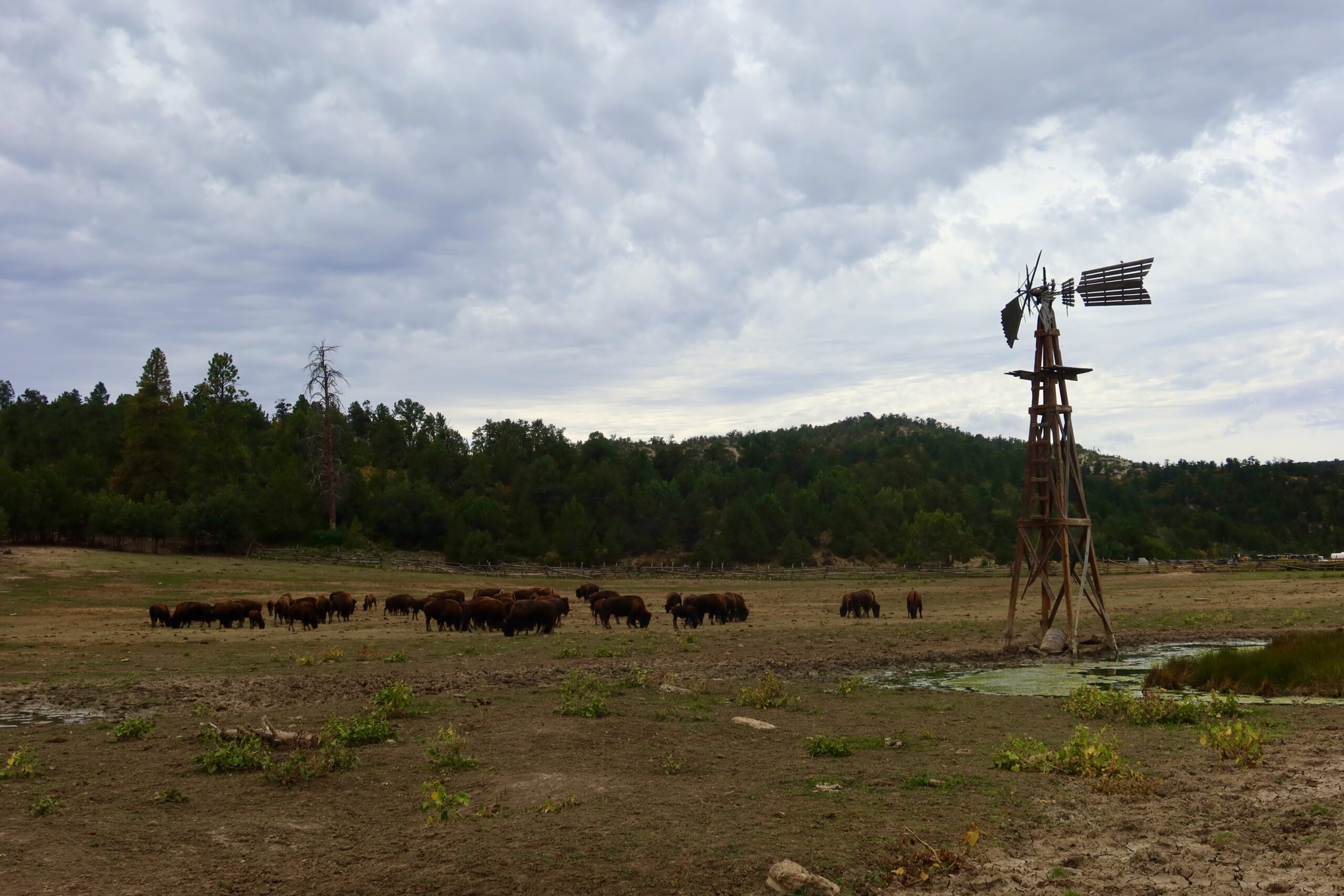 Herd of American bison grazing in an open field with a historic windmill, prairie landscape near Zion National Park, Utah, wildlife and rural scenery in the American Southwest
