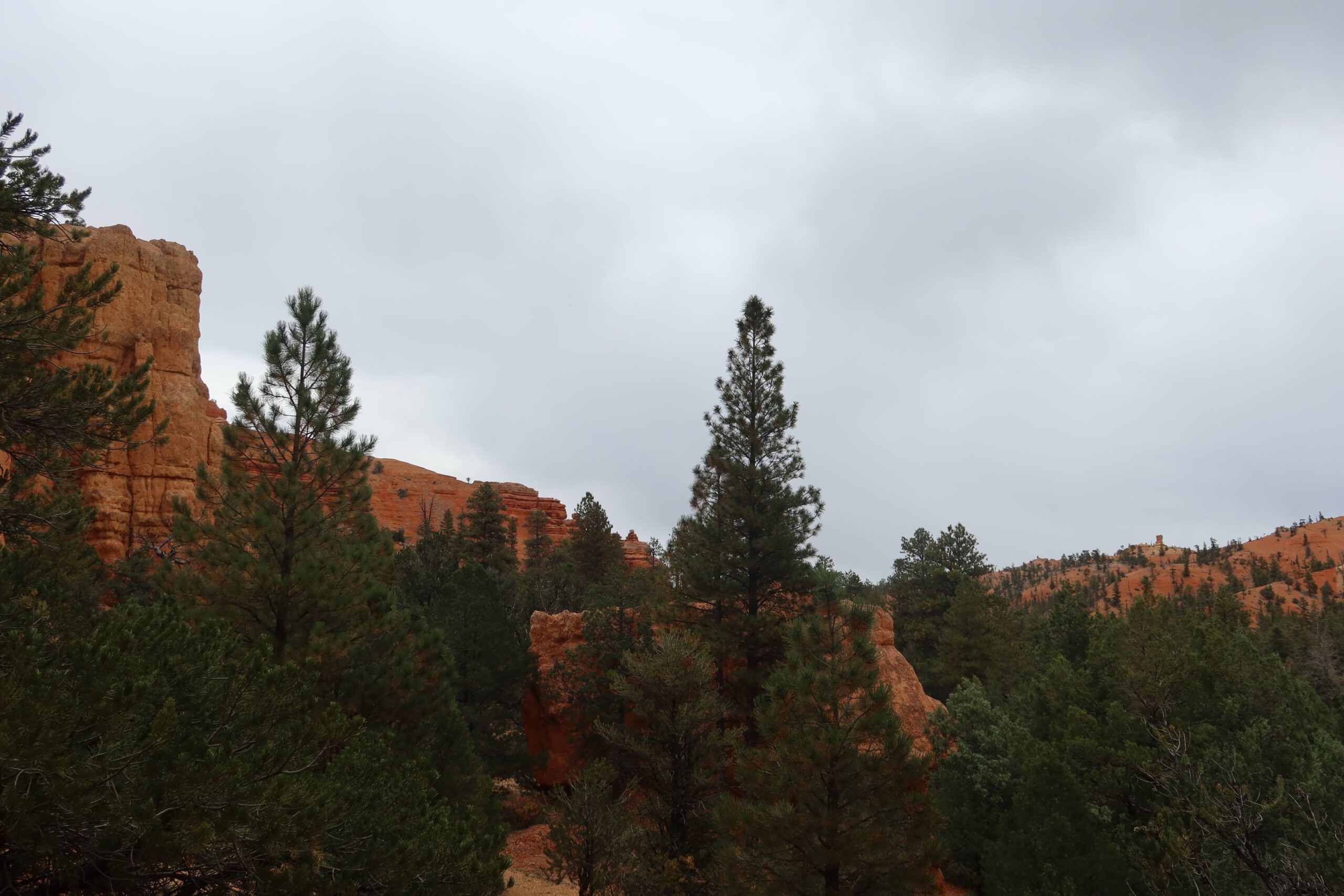 Pine trees surrounded by red rock cliffs in Dixie National Forest, Utah, showing the rugged forest and canyon landscape near Red Canyon