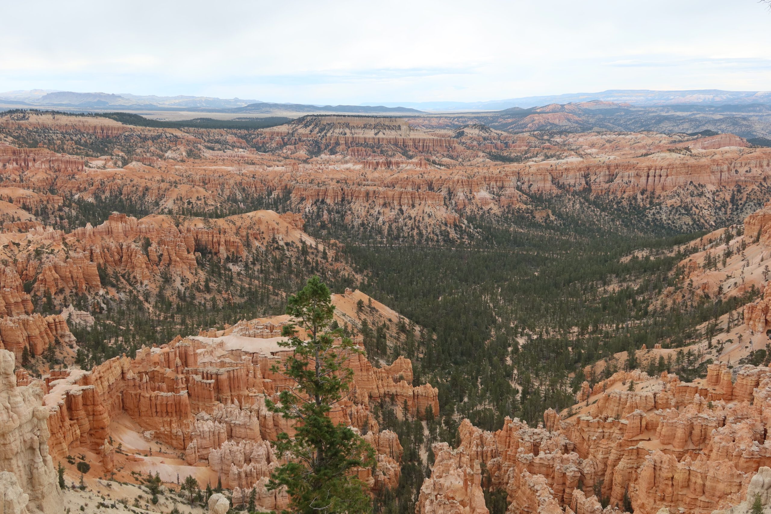 Panoramic overlook of Bryce Canyon National Park featuring endless hoodoo formations, pine forests, and rolling canyon terrain under a soft sky