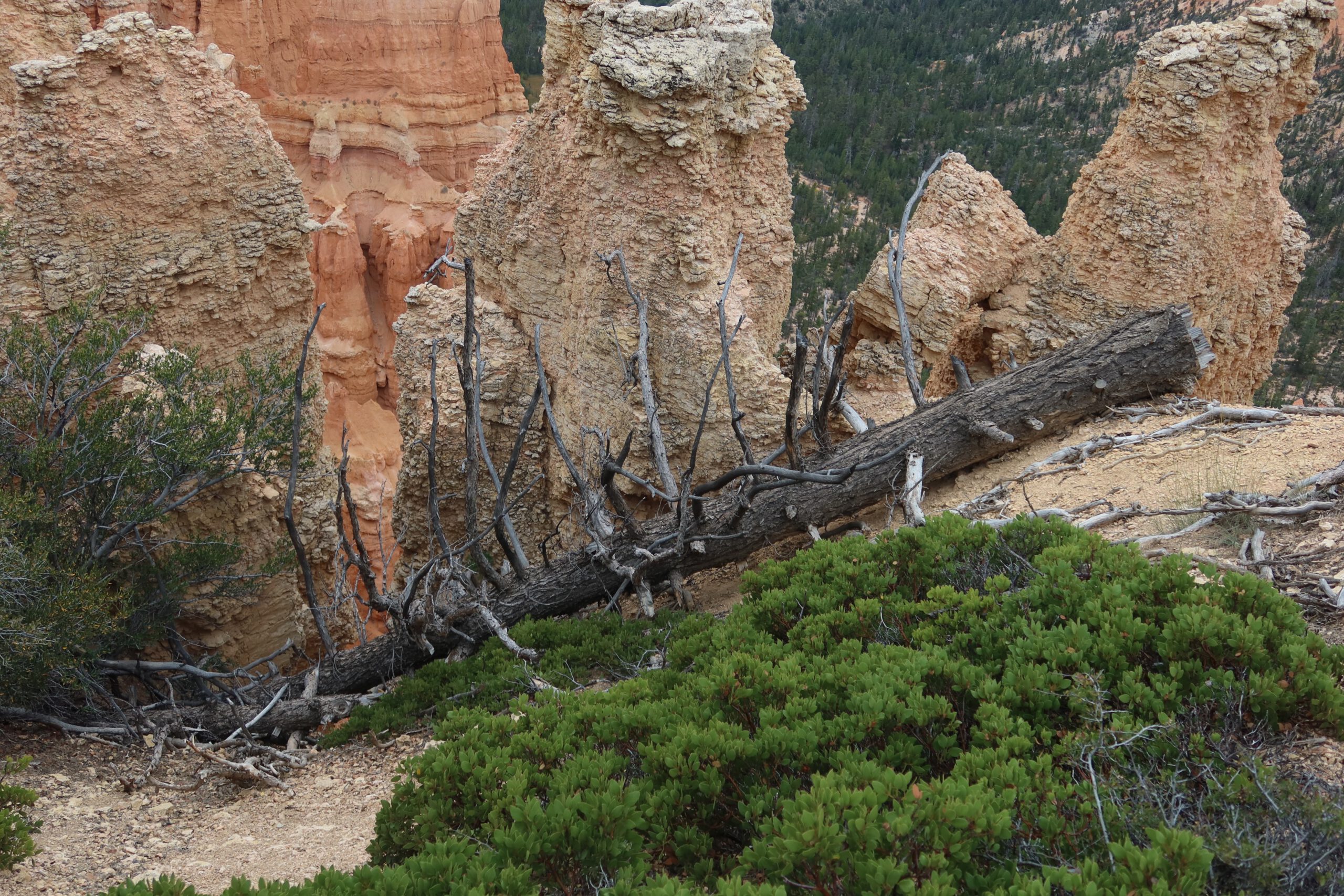 Close-up view of eroded hoodoo rock formations and rugged sandstone textures in Bryce Canyon National Park, highlighting the park’s unique geology