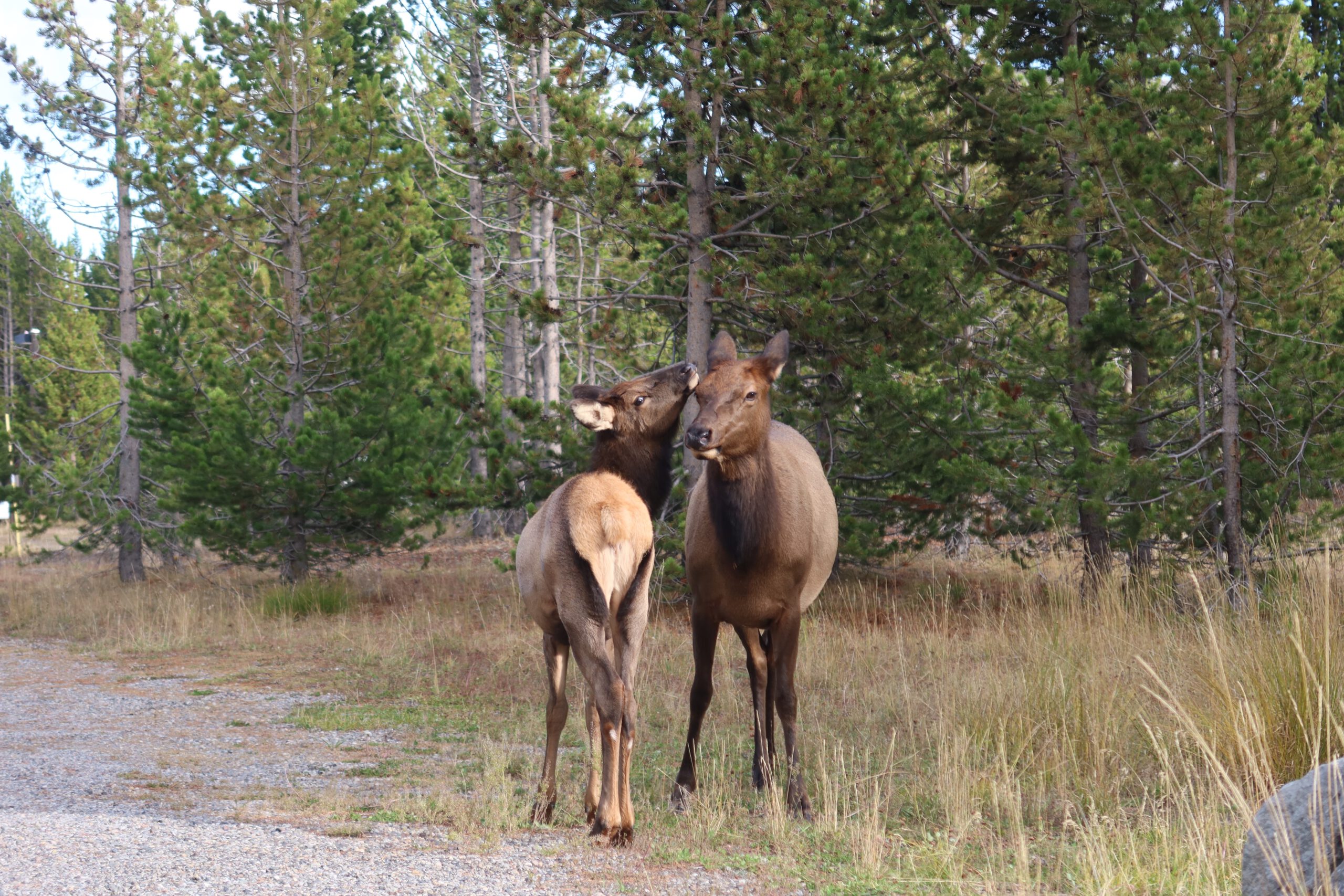 Two elk interacting in a forest clearing in Yellowstone National Park, highlighting elk behavior commonly seen near developed park areas.
