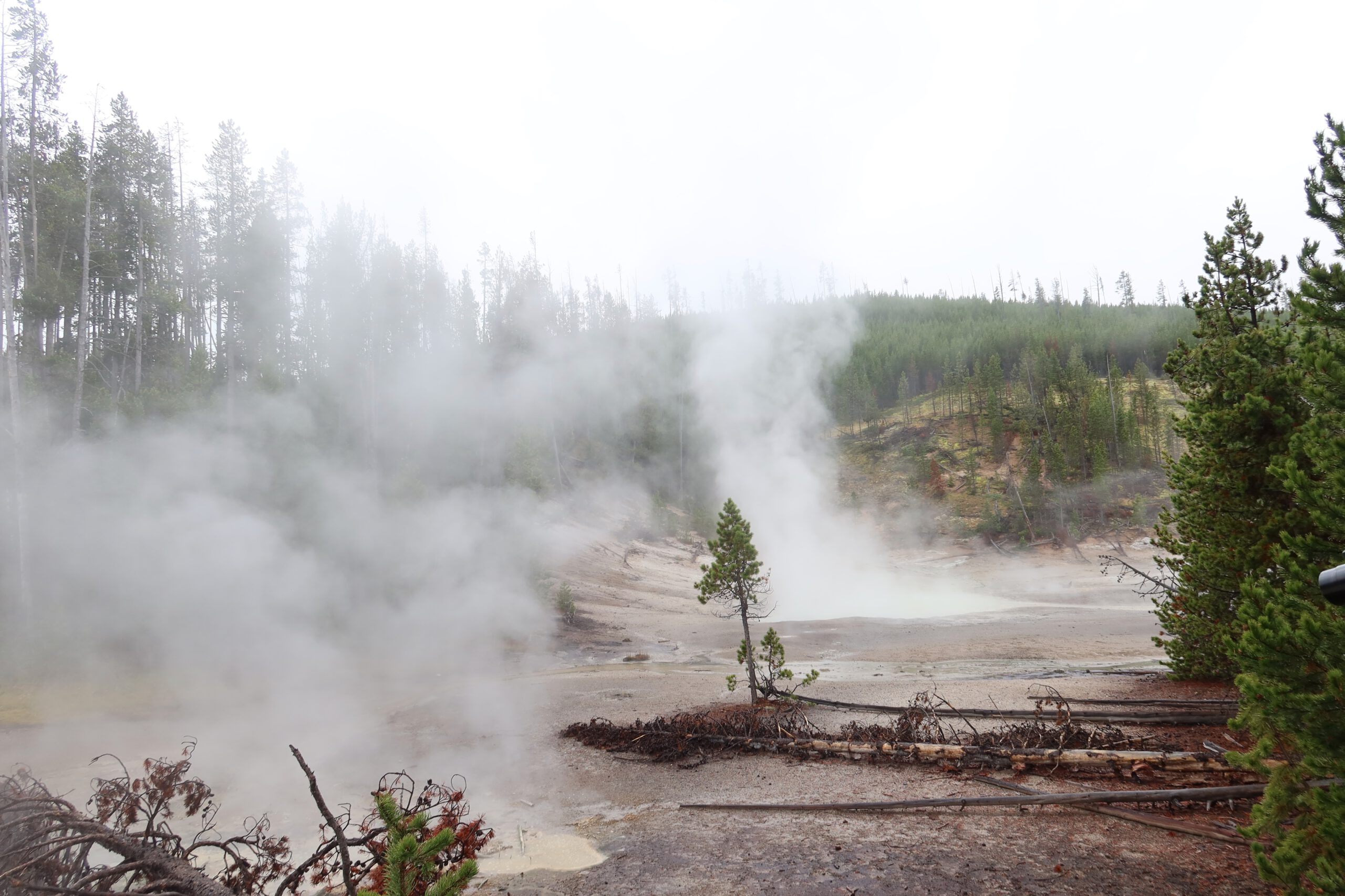 Geothermal basin in Yellowstone National Park with steam vents, pine trees and mineral-rich ground