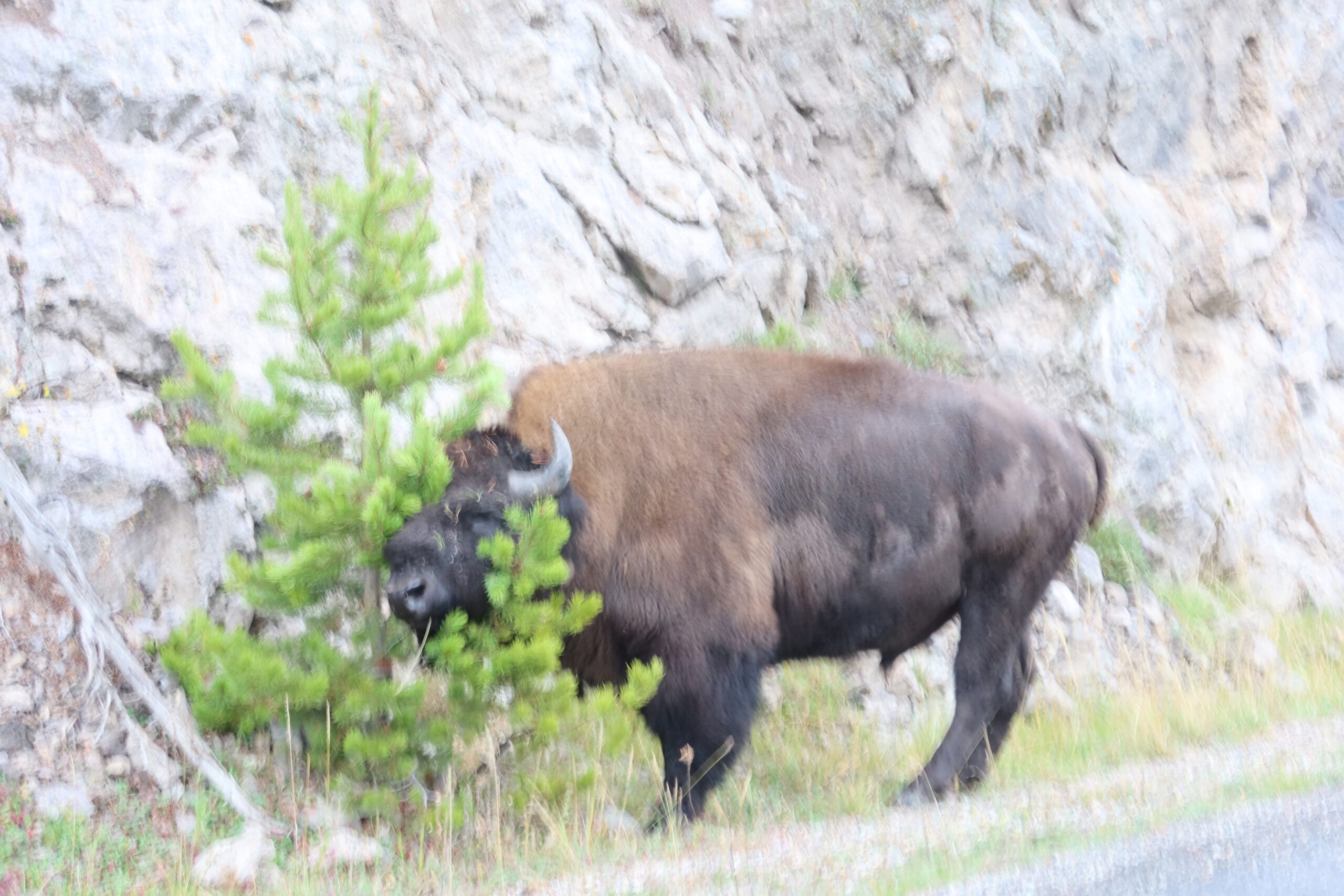 American bison standing close to the roadside in Yellowstone National Park, one of the most iconic and powerful animals of the park.