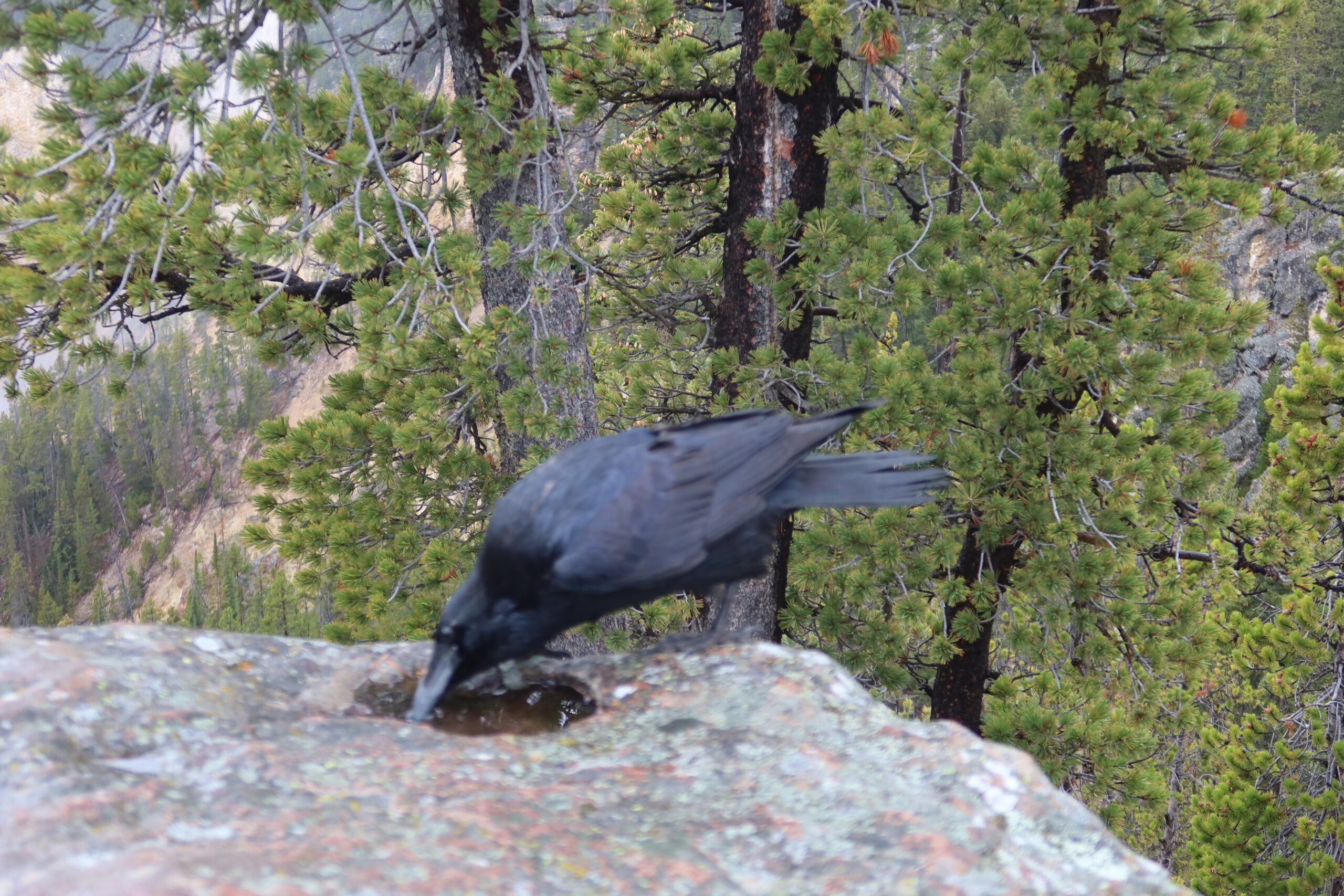 Common raven drinking water from a rock surface in Yellowstone National Park, a highly intelligent bird species native to the region.