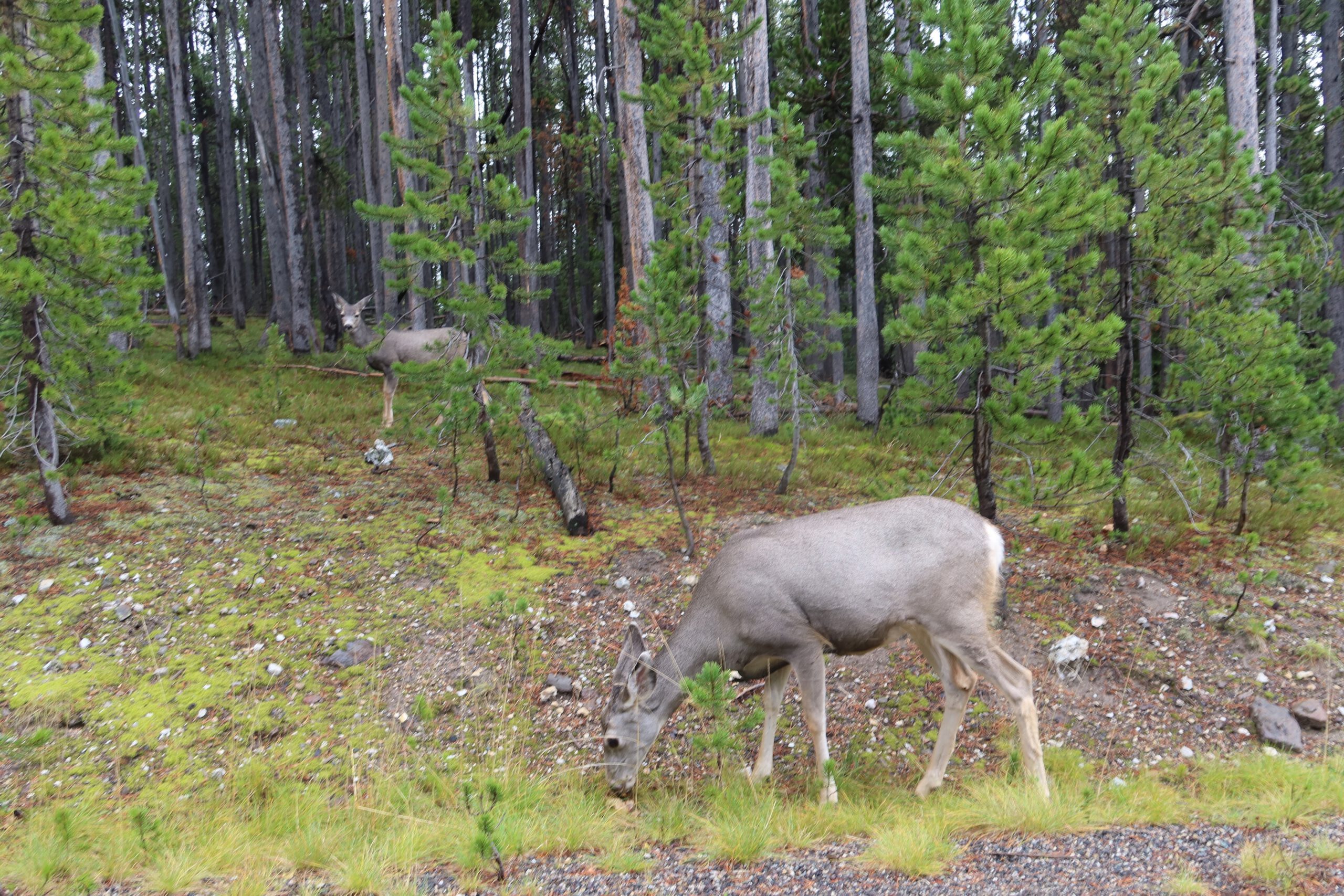 Mule deer grazing in the pine forest of Yellowstone National Park, Montana, showcasing common wildlife near forested park roads.