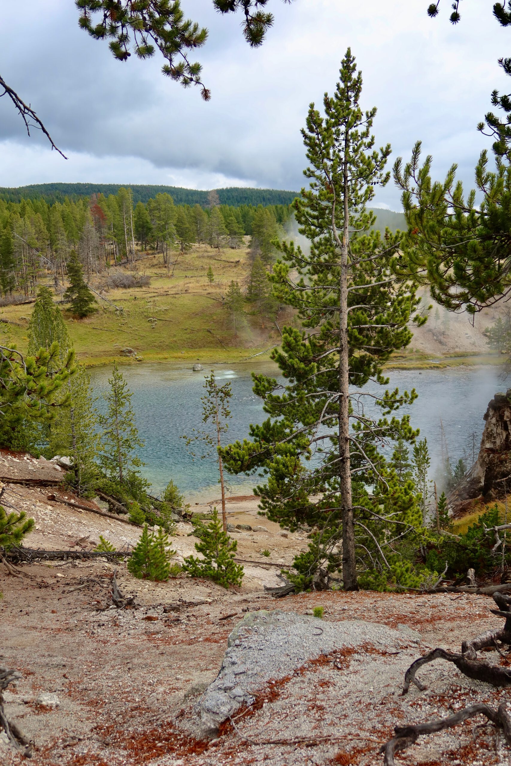 Steaming geothermal river surrounded by pine trees and rocky terrain in Yellowstone National Park, showcasing volcanic activity, forest landscape, and natural hot spring scenery.