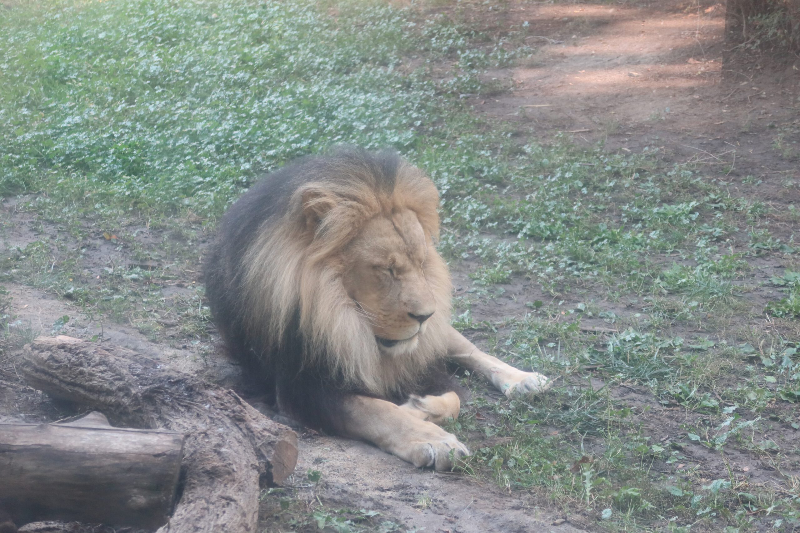 Male lion lying on the ground inside its enclosure at Zoo Boise, resting near a fallen log with grass and dirt surrounding the habitat.