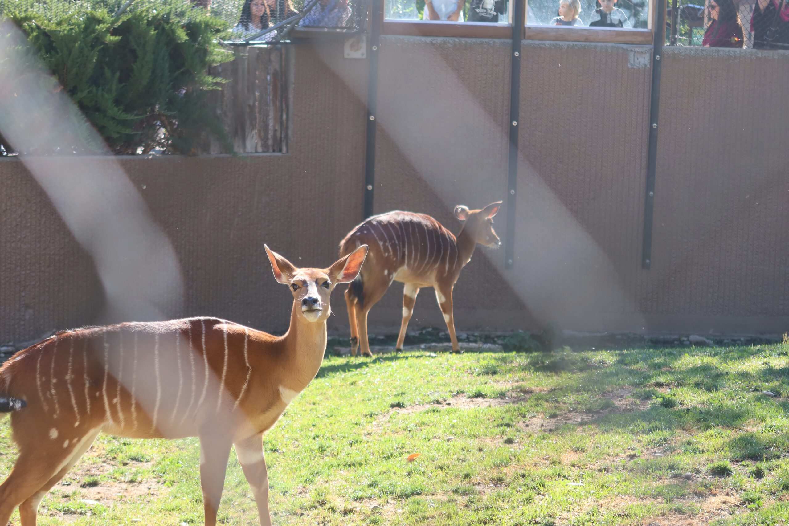 Two antelopes standing in a grassy enclosure at Zoo Boise, one looking directly at the camera while sunlight filters through the enclosure fence.