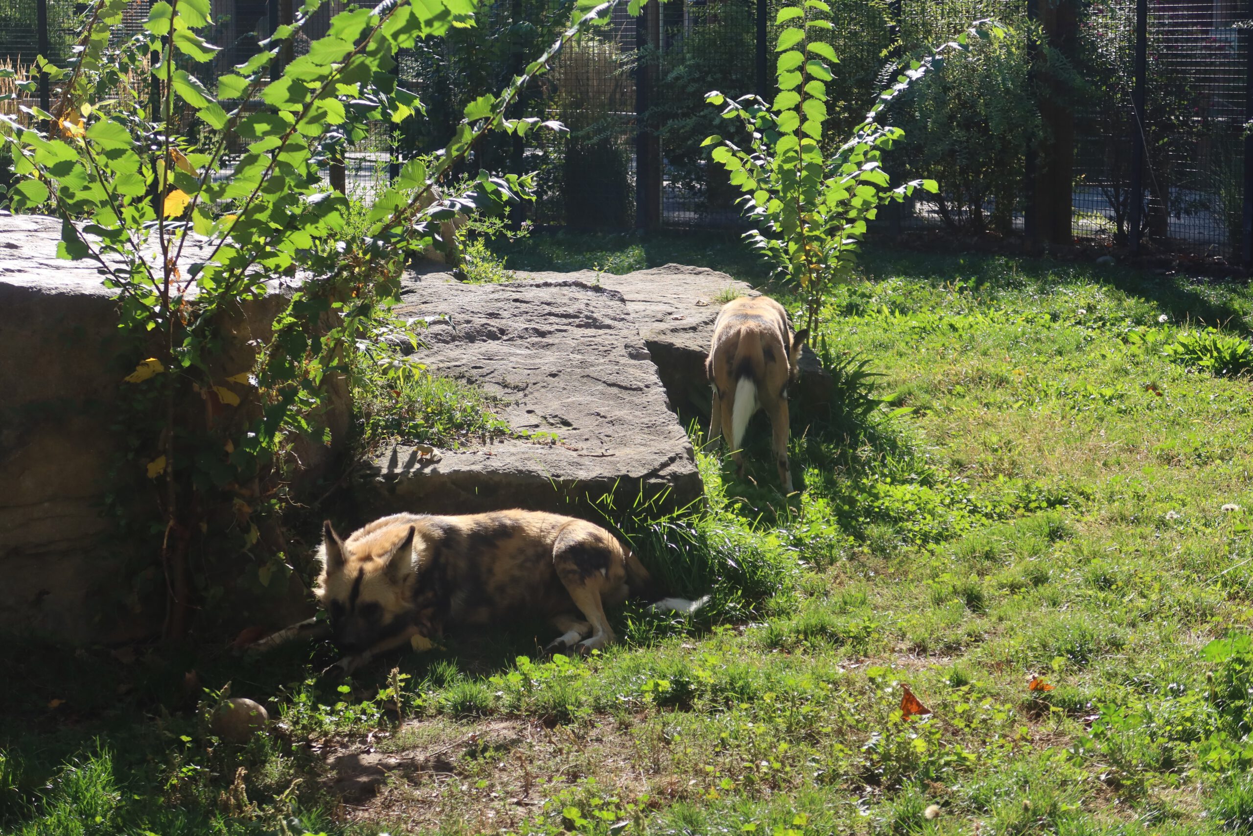 African wild dog resting in a grassy enclosure at Zoo Boise, lying in the shade near rocks and small trees while another animal stands in the background.