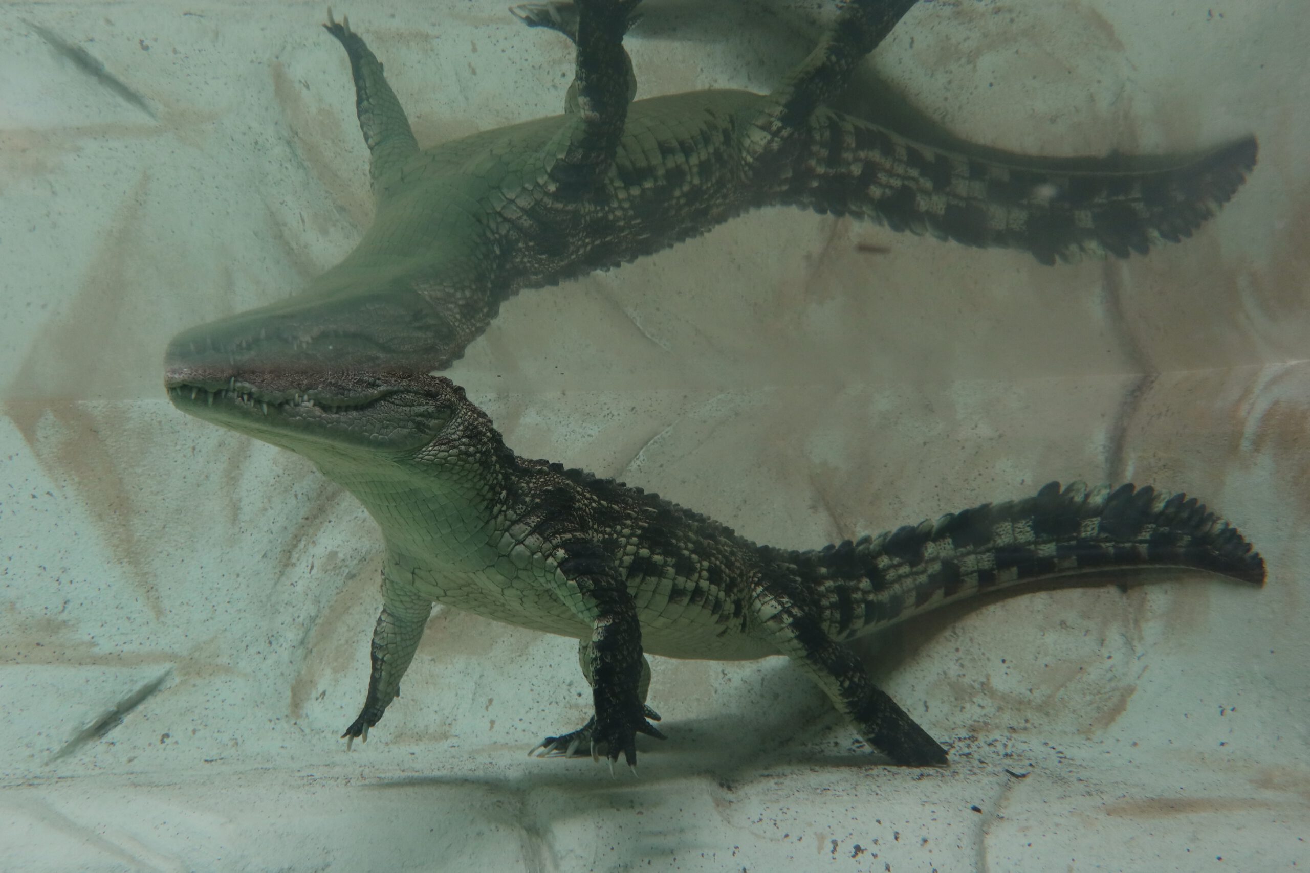Crocodilian resting in shallow water inside an indoor enclosure at Zoo Boise, seen from above with its reflection visible against the concrete pool walls.