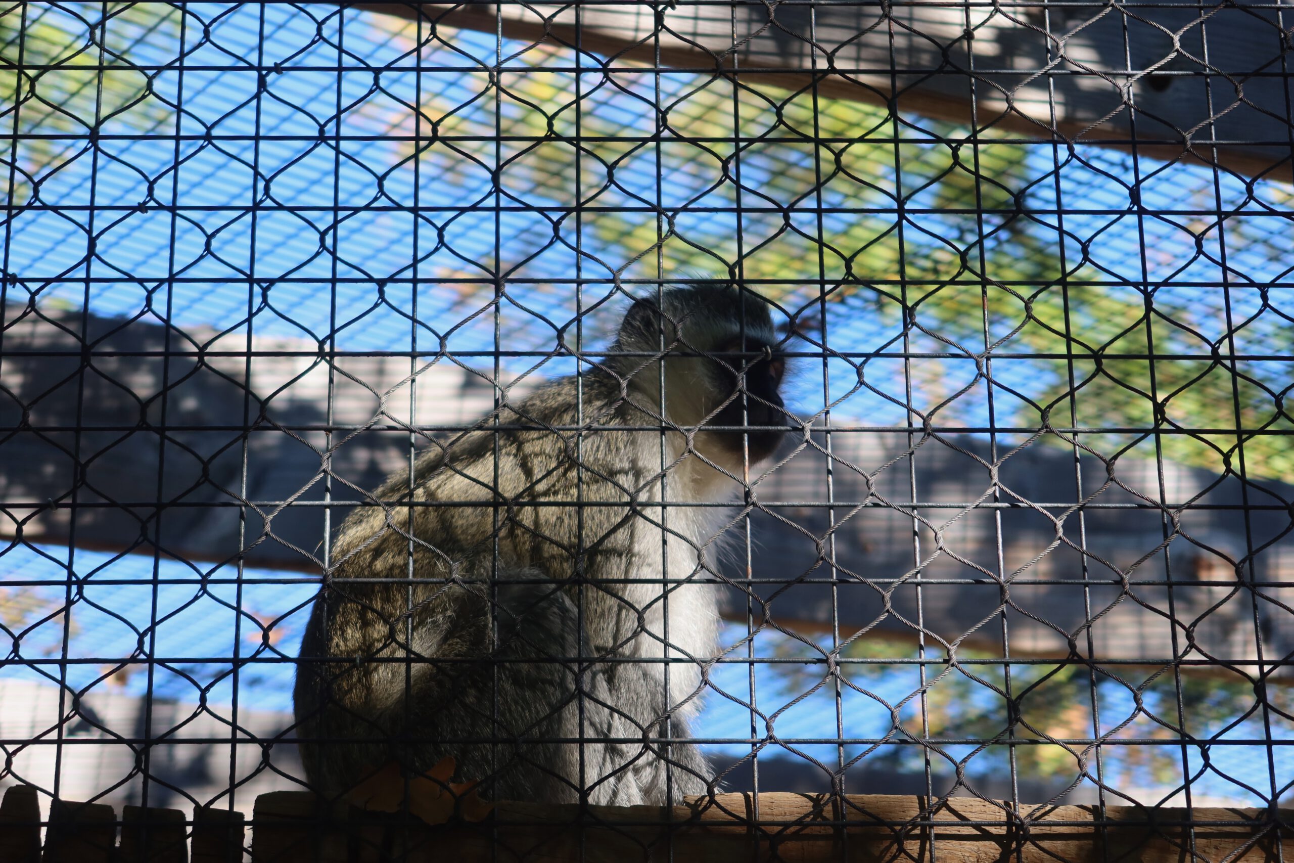 Small monkey sitting quietly behind wire mesh inside its enclosure at Zoo Boise, with sunlight and wooden structures visible in the background.
