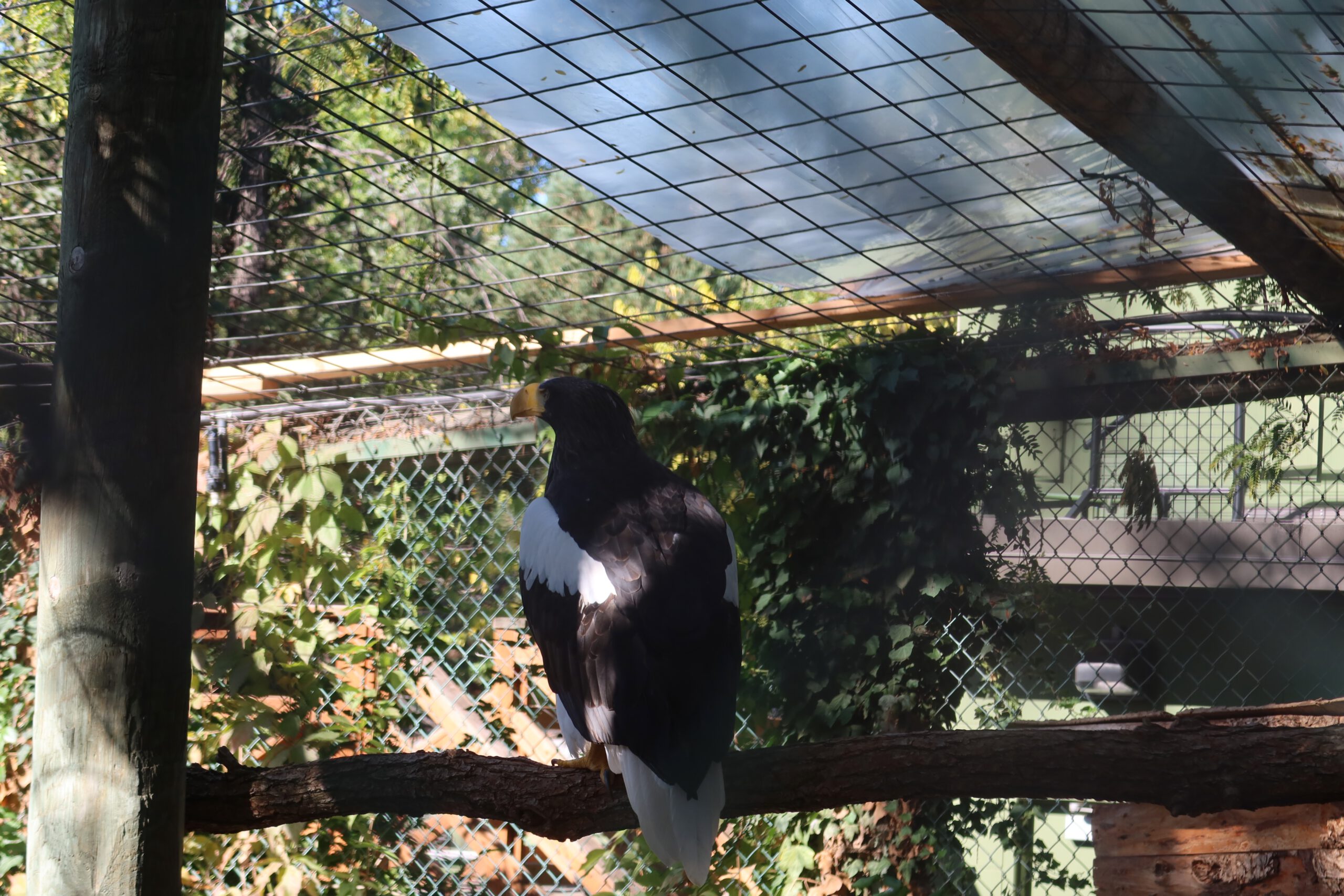 Large bird of prey perched on a thick branch inside a wire-mesh aviary at Zoo Boise, surrounded by greenery and filtered sunlight.