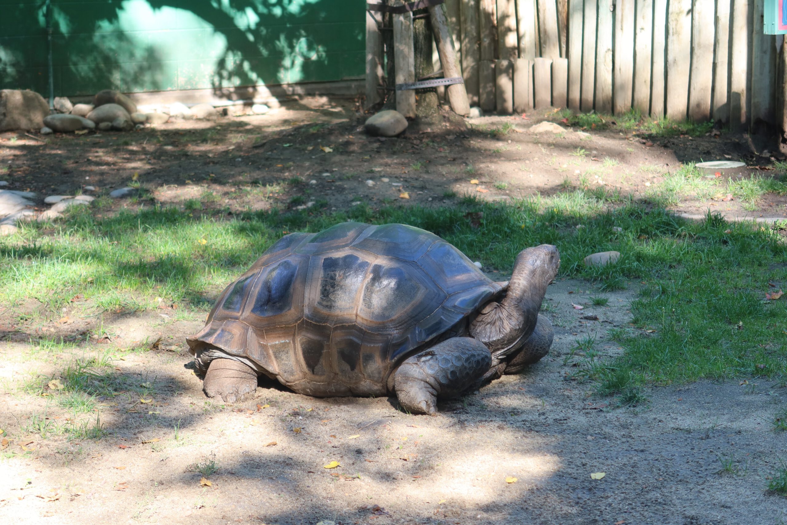 Giant tortoise resting on sandy ground with patches of grass inside an outdoor enclosure at Zoo Boise, surrounded by wooden fencing and trees.