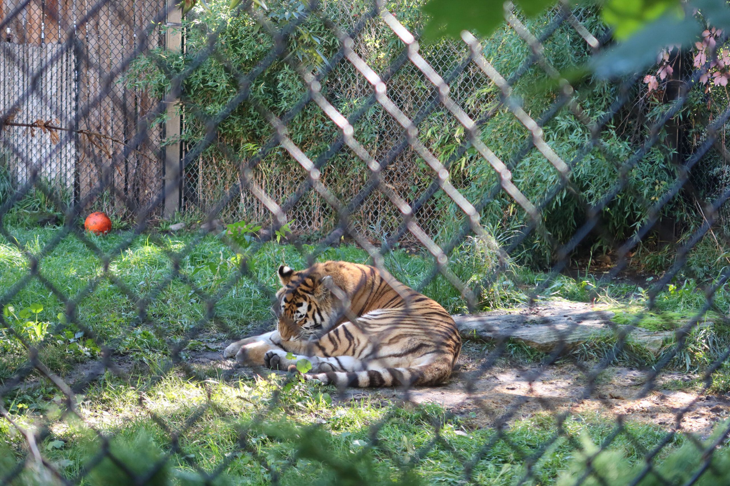 Tiger resting on grass inside its enclosure at Zoo Boise, lying in the shade with fencing visible in the foreground and greenery around the habitat.