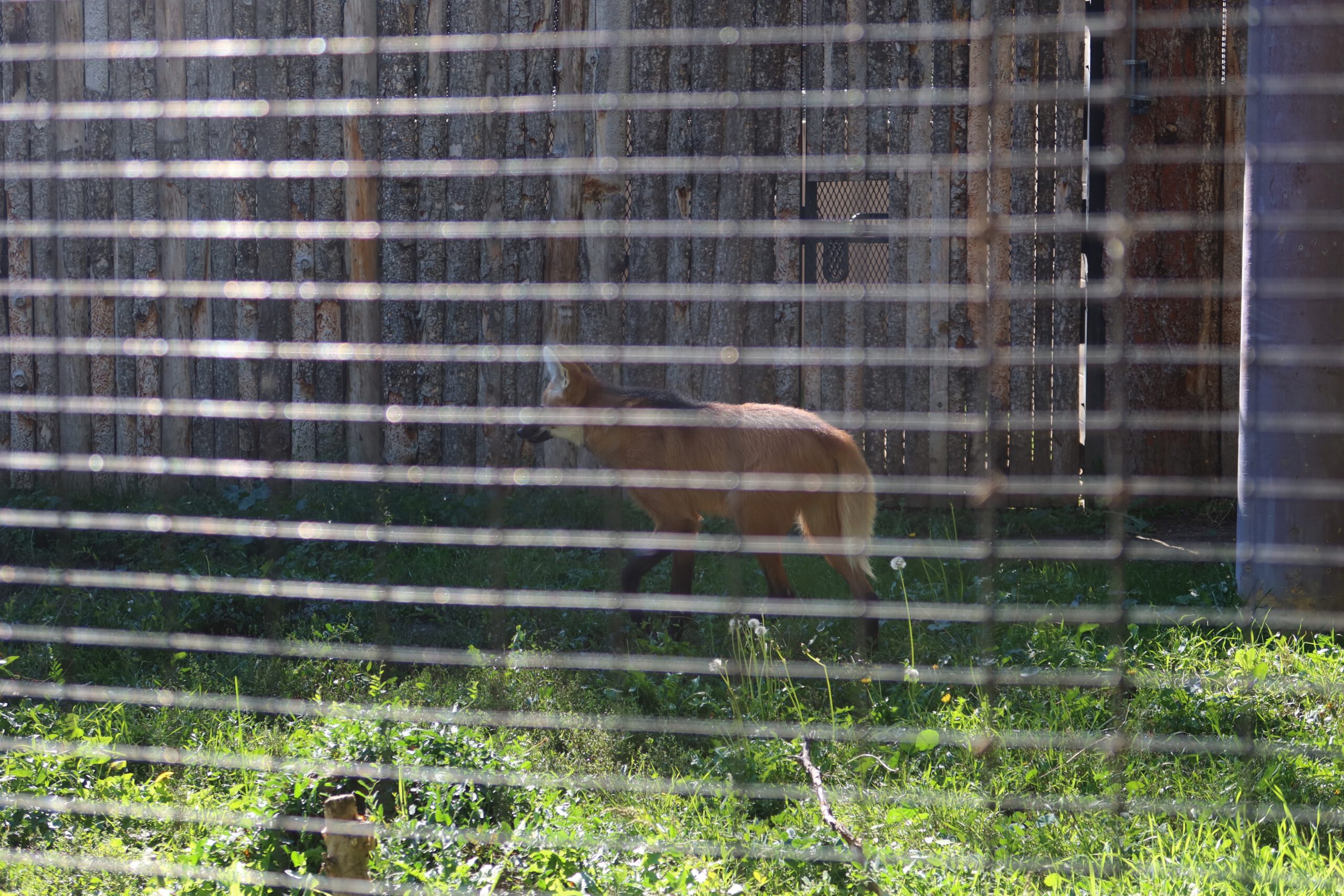 Deer-like animal walking through a grassy enclosure at Zoo Boise, partially obscured by horizontal wire fencing with wooden walls in the background.