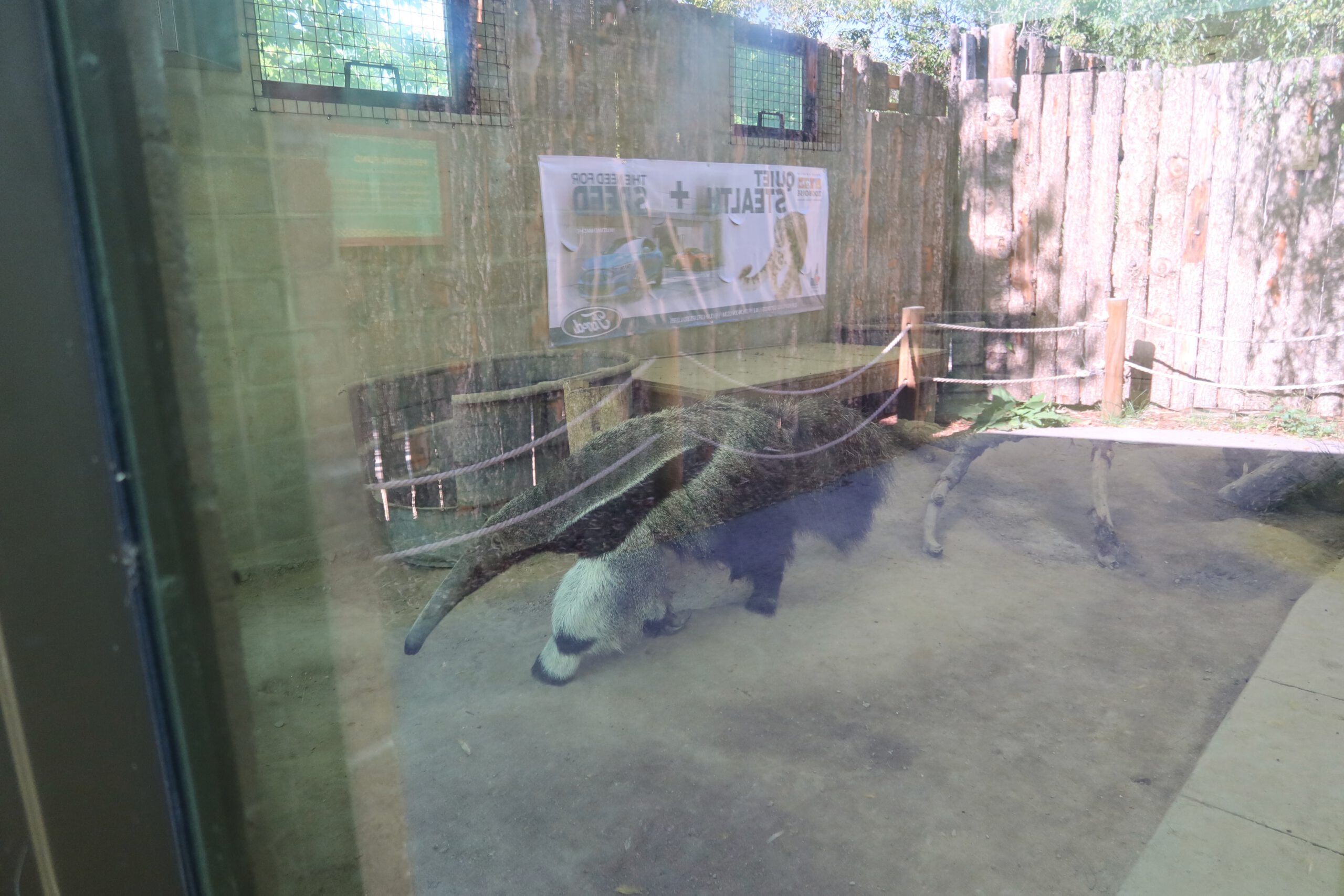 Giant anteater walking across an indoor enclosure at Zoo Boise, seen through glass with reflections and wooden barriers surrounding the habitat.