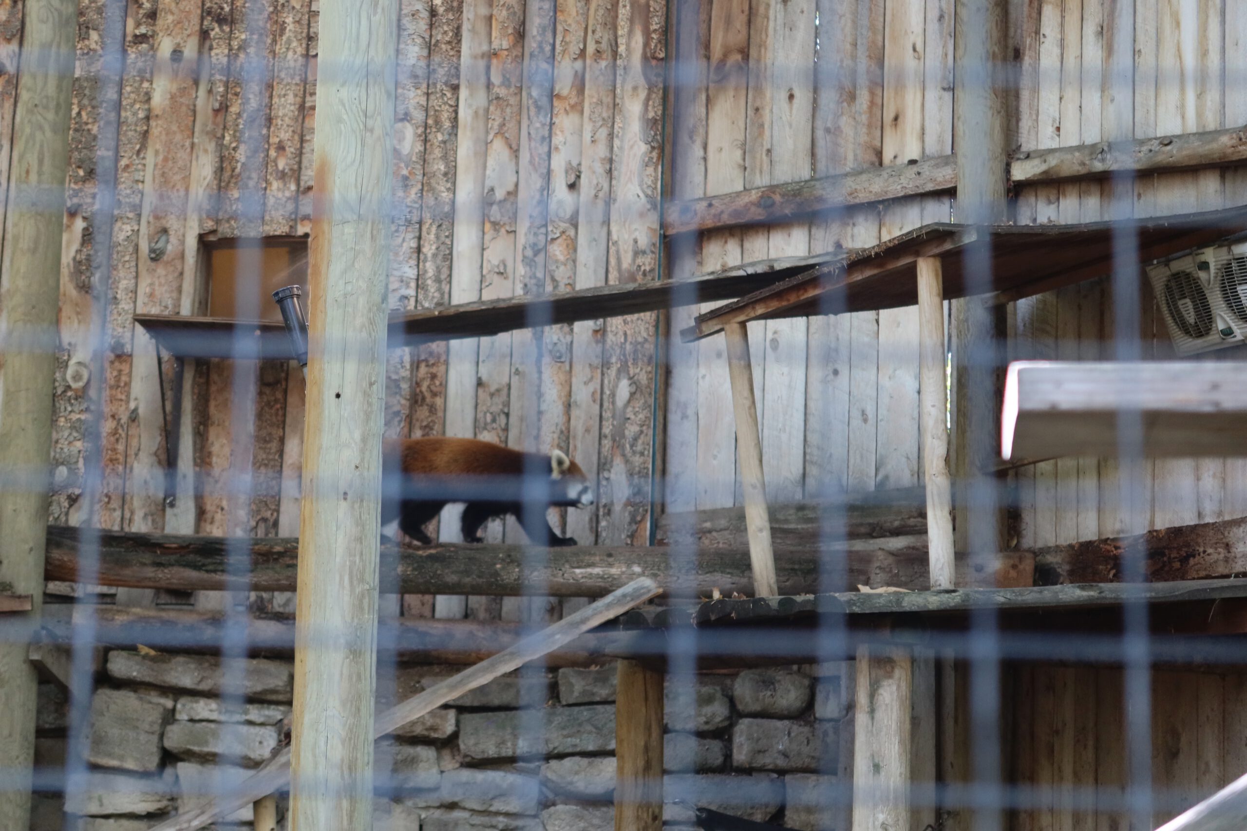 Small mammal walking along a wooden platform inside a rustic enclosure at Zoo Boise, viewed through wire fencing with logs and timber walls in the background.