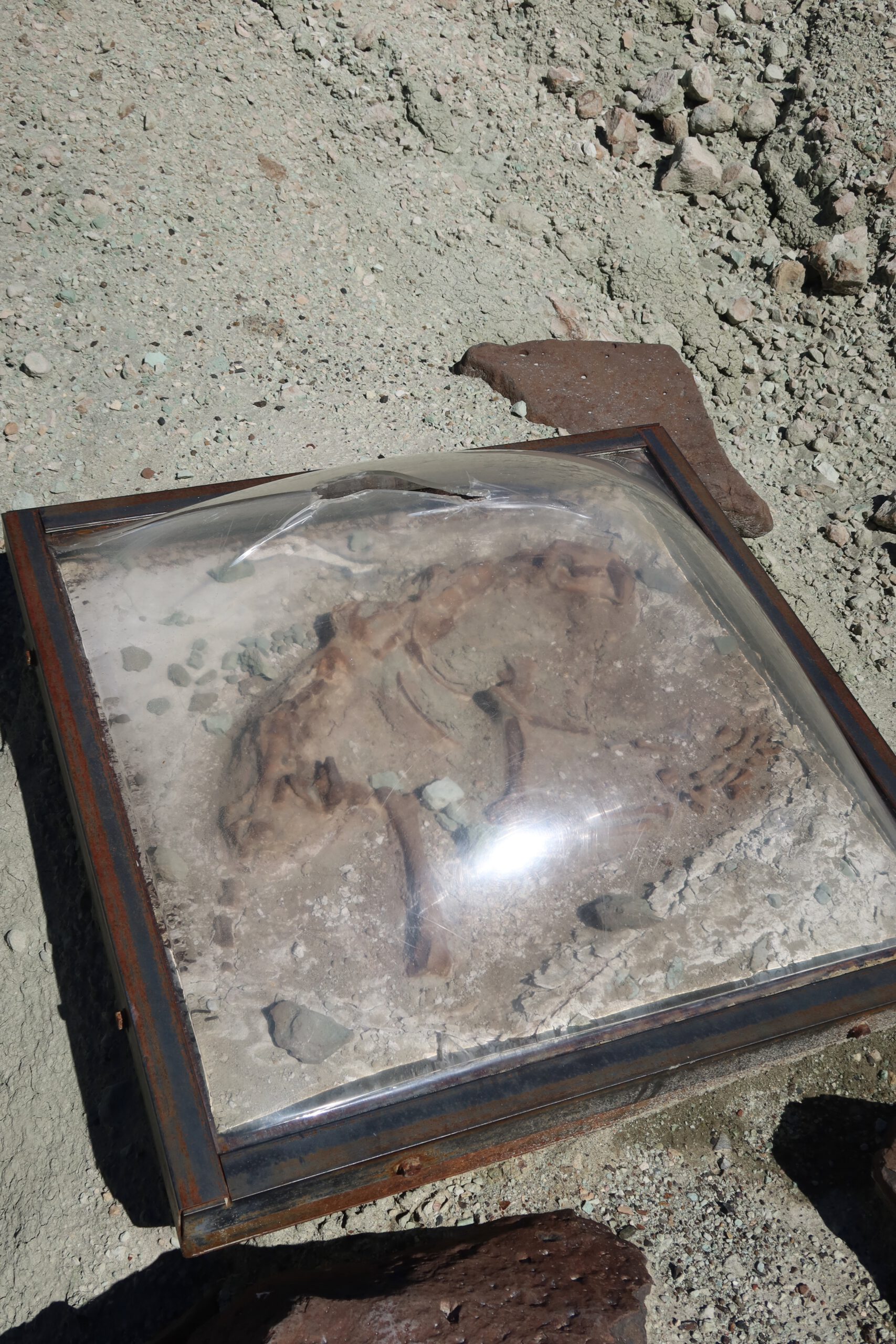 John Day Fossil Beds National Monument exposed fossil specimen in claystone and ash deposits, illustrating ancient mammal remains along a protected trail section
