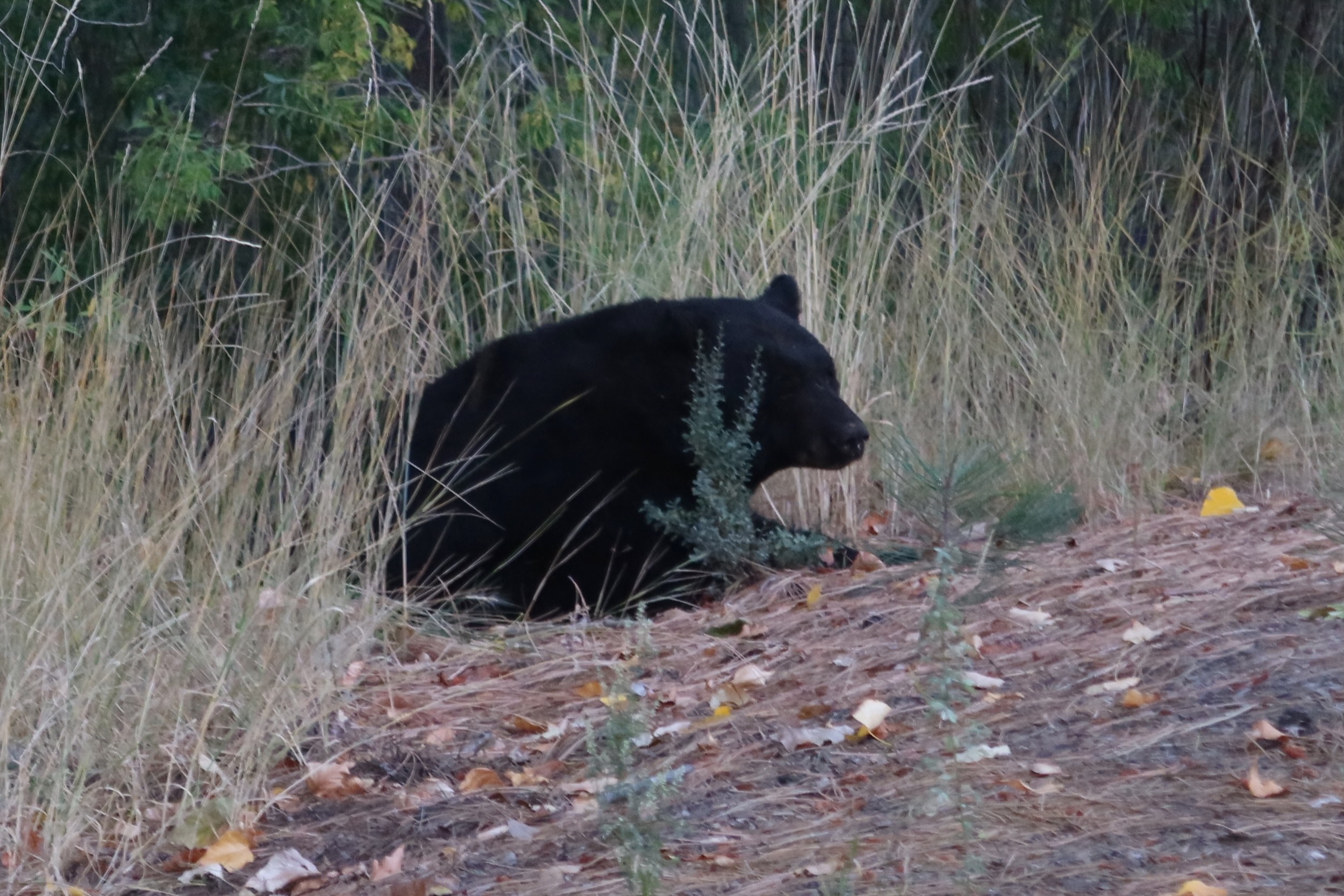 Wild black bear spotted near Lake Tahoe, walking through tall grass and pine forest in the Sierra Nevada region of California.