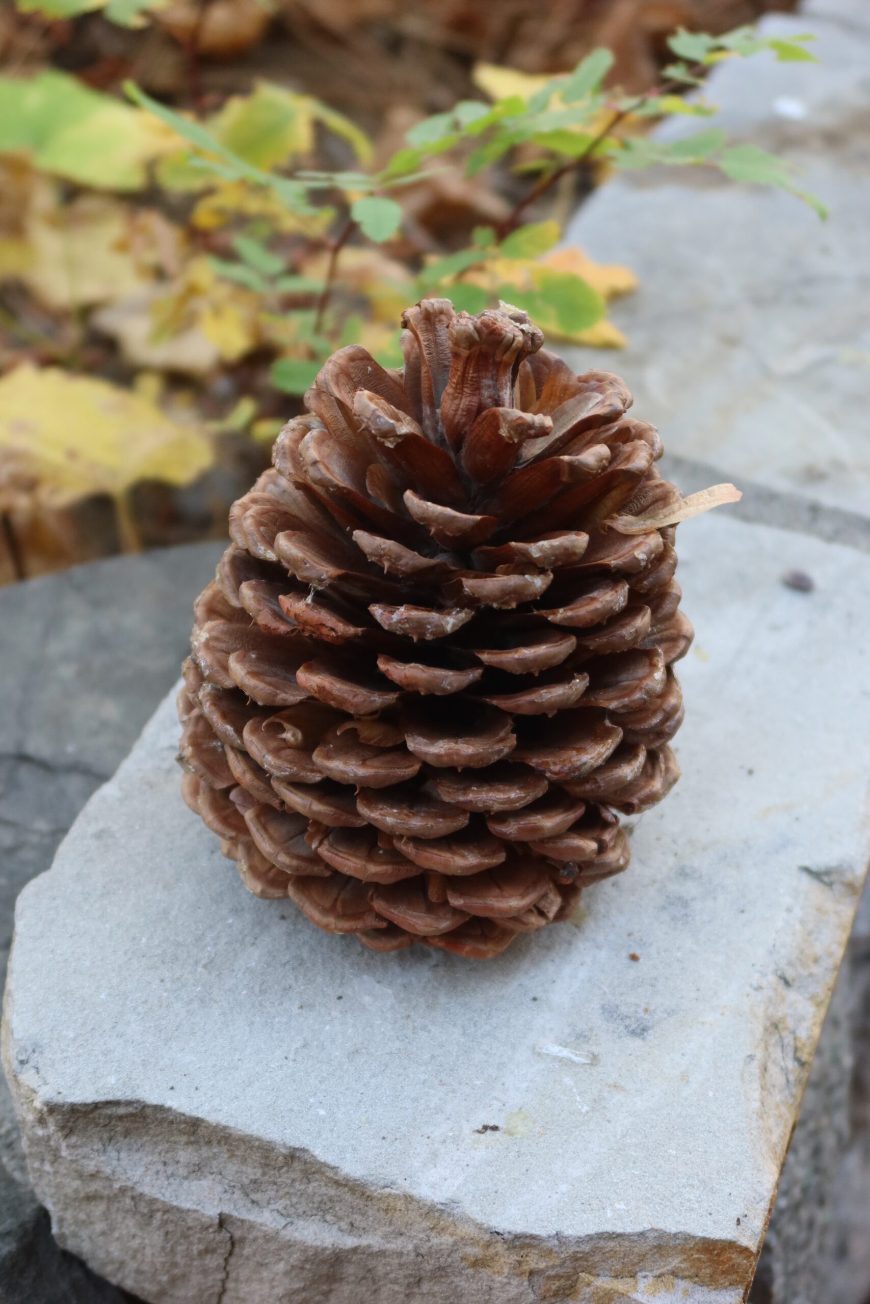 Close-up of a pine cone resting on natural stone, captured in a quiet outdoor setting near a Lake Tahoe studio rental surrounded by forest and seasonal foliage.
