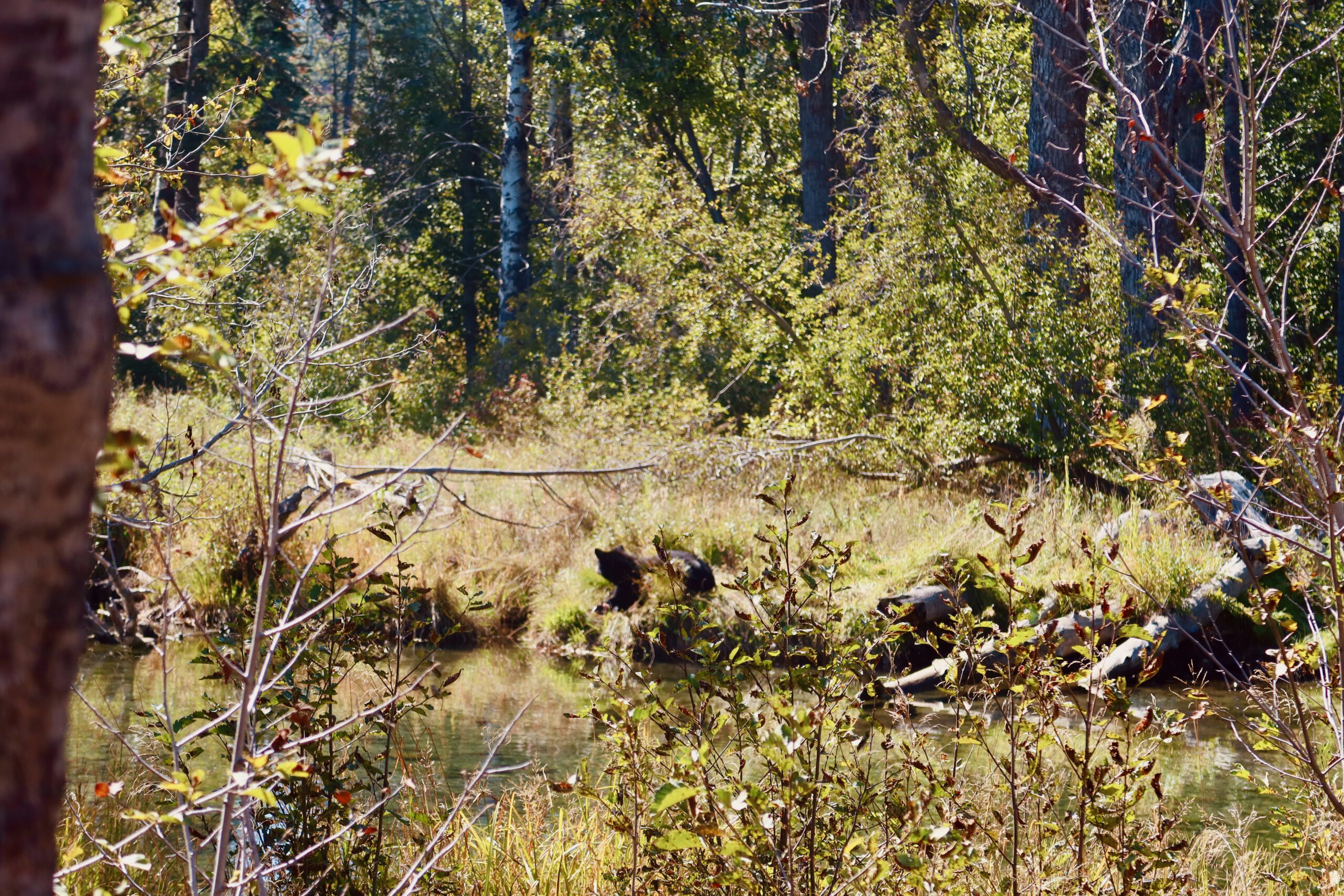 Quiet forest creek near Lake Tahoe surrounded by pine trees and dense vegetation, highlighting natural wildlife habitat in the Sierra Nevada mountains.
