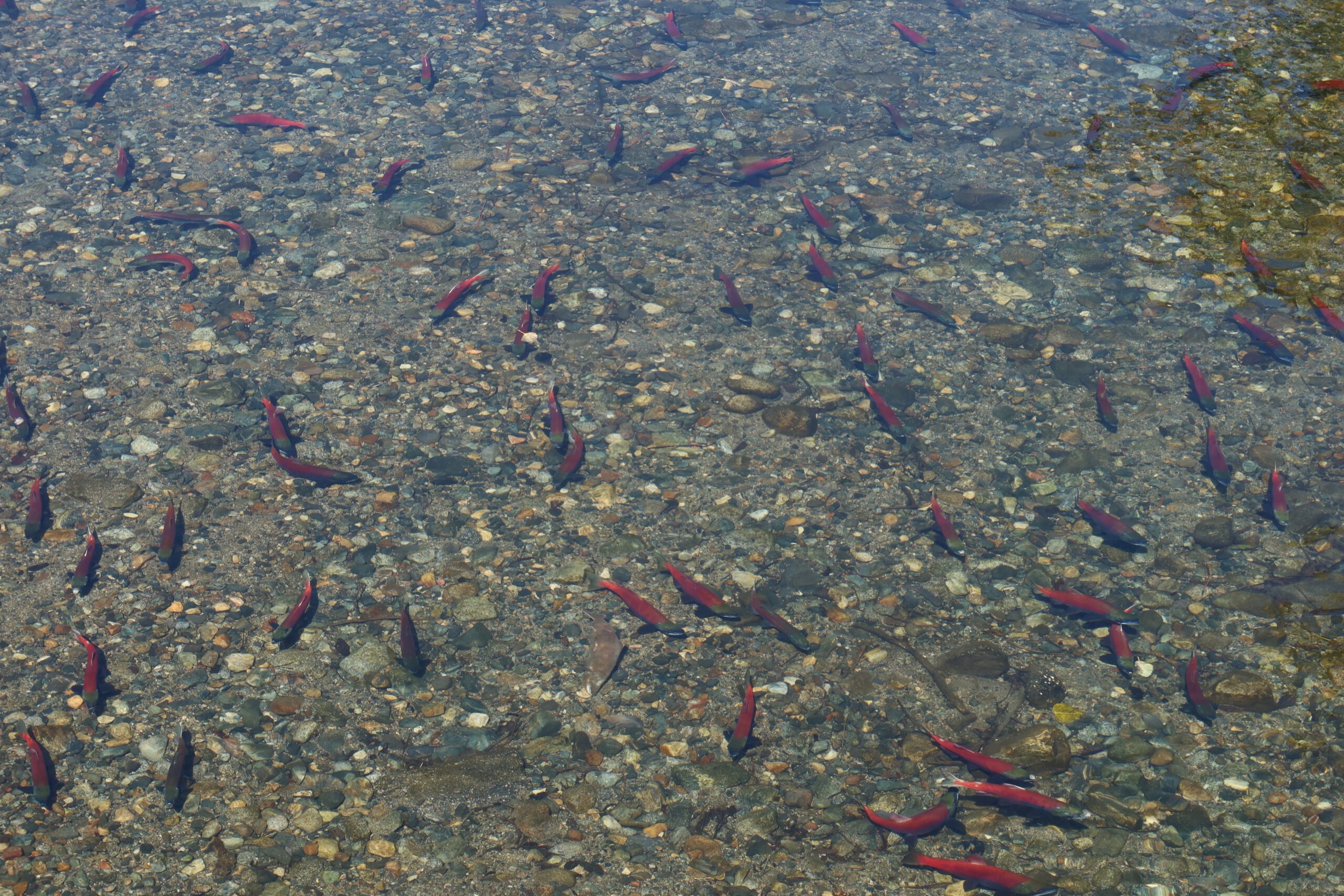 Sockeye salmon swimming in crystal clear stream near Lake Tahoe, showcasing the vibrant red fish during migration season in the Sierra Nevada wilderness.