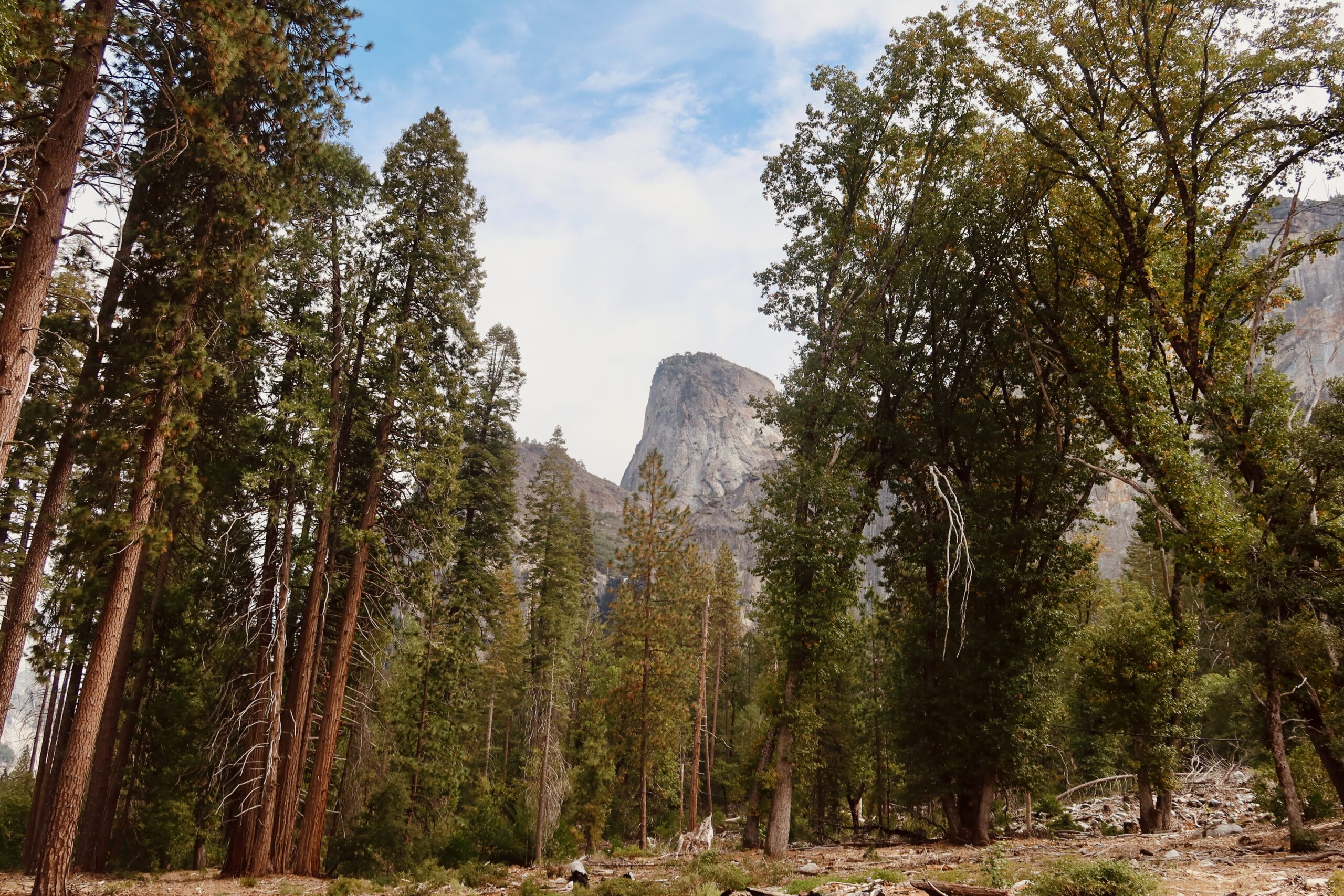Yosemite National Park forest view with Half Dome rising above pine trees in Yosemite Valley under a clear blue sky