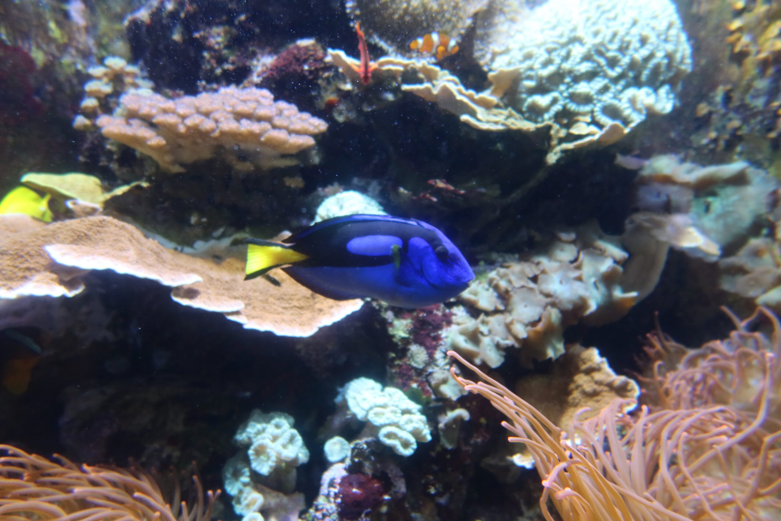 Aquarium of the Bay tropical reef exhibit in San Francisco, blue tang fish Paracanthurus hepatus swimming among coral and sea anemones inside a colorful aquarium tank at Pier 39