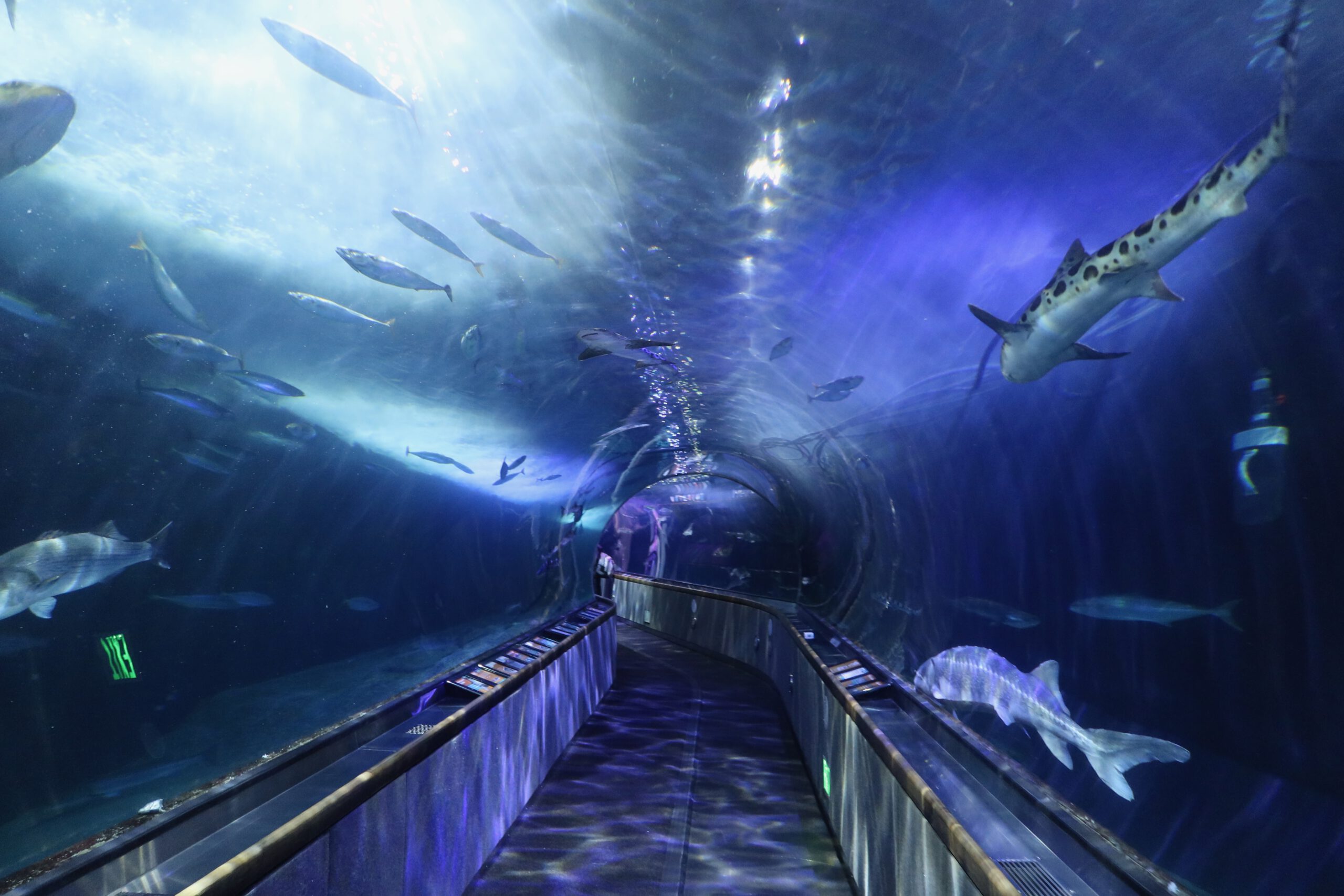 Aquarium of the Bay tunnel exhibit in San Francisco, visitors walking through the underwater tunnel with leopard shark, bat rays, anchovies and Pacific rockfish swimming overhead inside Aquarium of the Bay