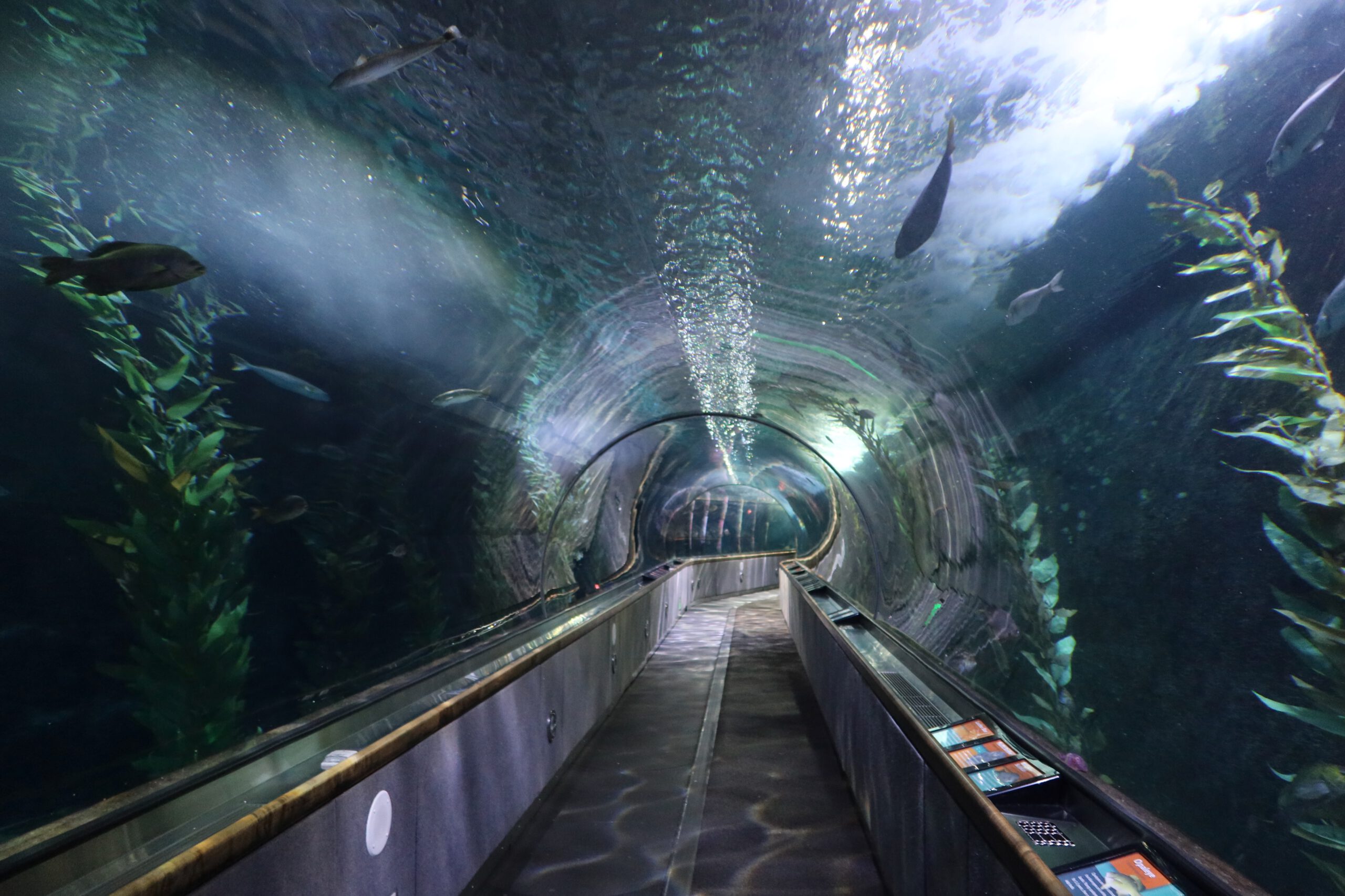 Aquarium of the Bay underwater tunnel at Pier 39 in San Francisco, empty walk through tunnel surrounded by kelp forest fish species, including anchovies and rockfish swimming above the glass tunnel