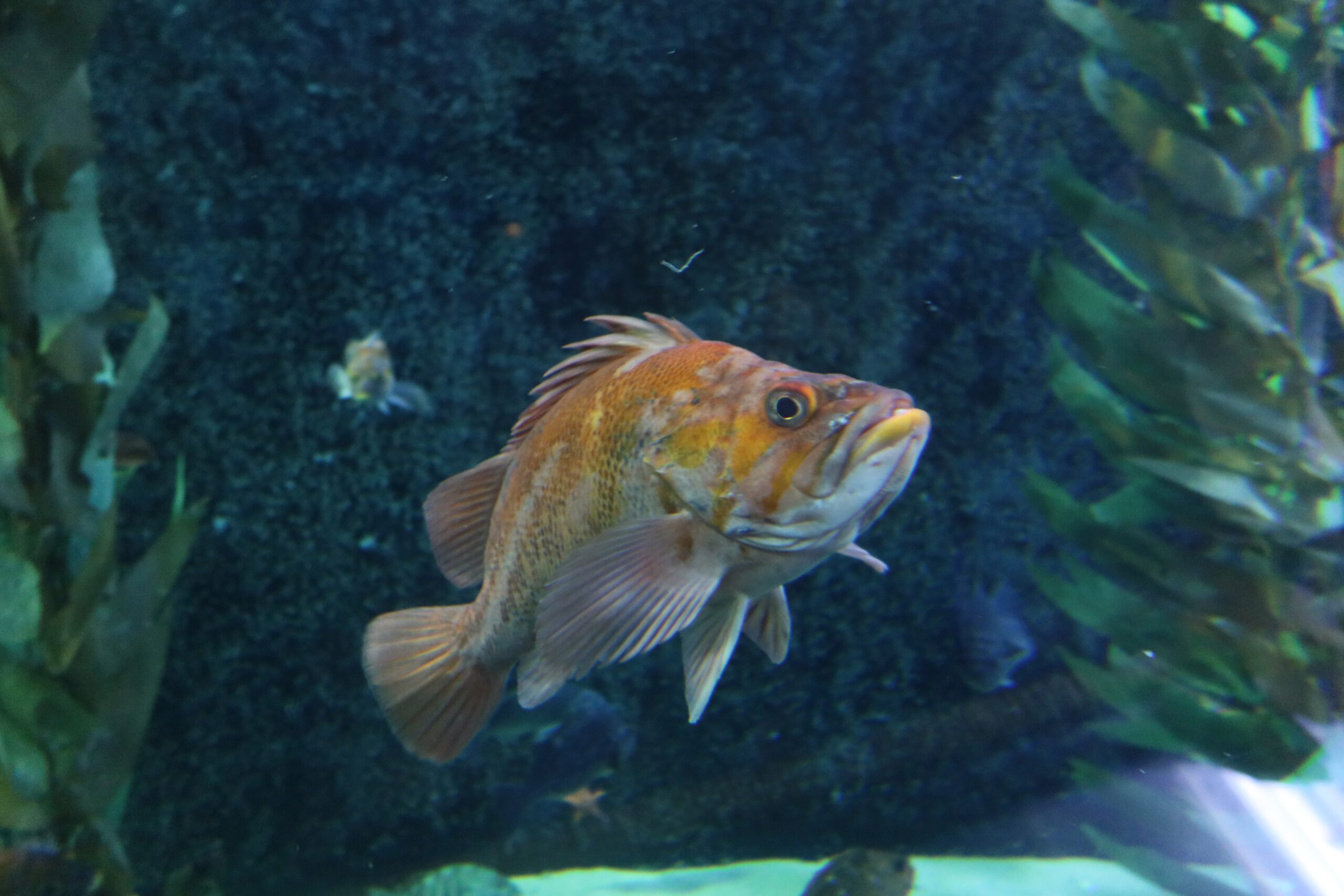 Rockfish swimming through a kelp forest habitat at Aquarium of the Bay in San Francisco, native California marine fish displayed inside Aquarium of the Bay
