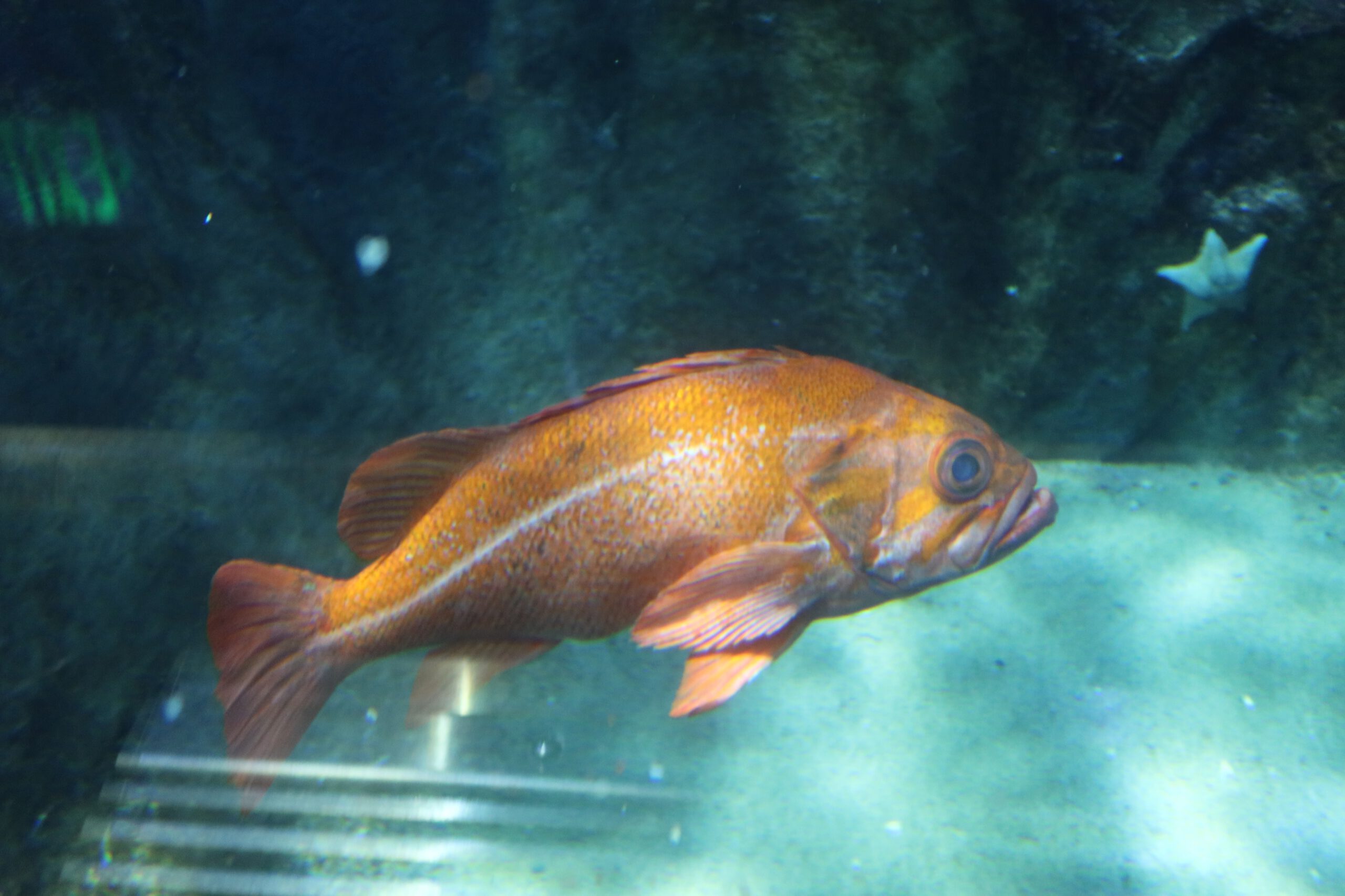 Bright orange Garibaldi fish swimming in a California marine habitat at Aquarium of the Bay in San Francisco, iconic state fish displayed inside Aquarium of the Bay