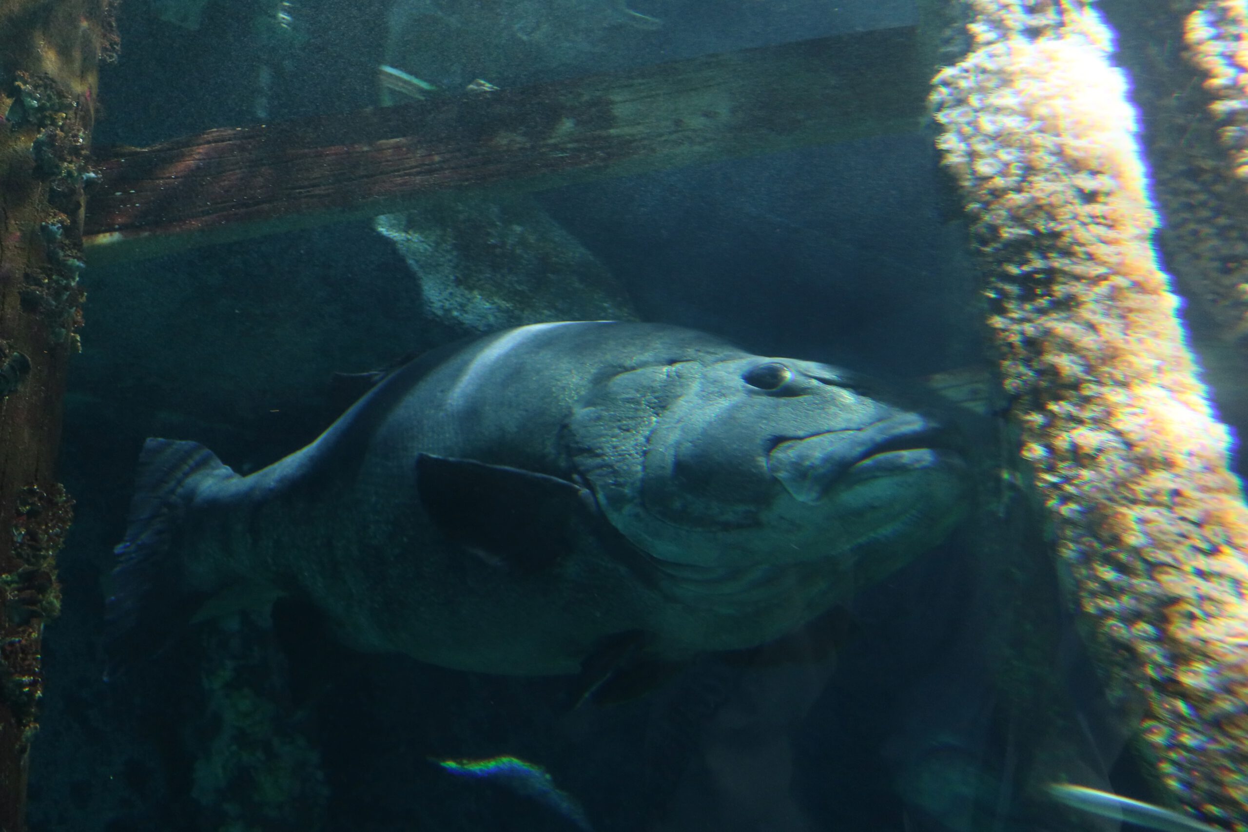 Giant sea bass swimming through a rocky underwater habitat at Aquarium of the Bay in San Francisco, large native California fish inside Aquarium of the Bay