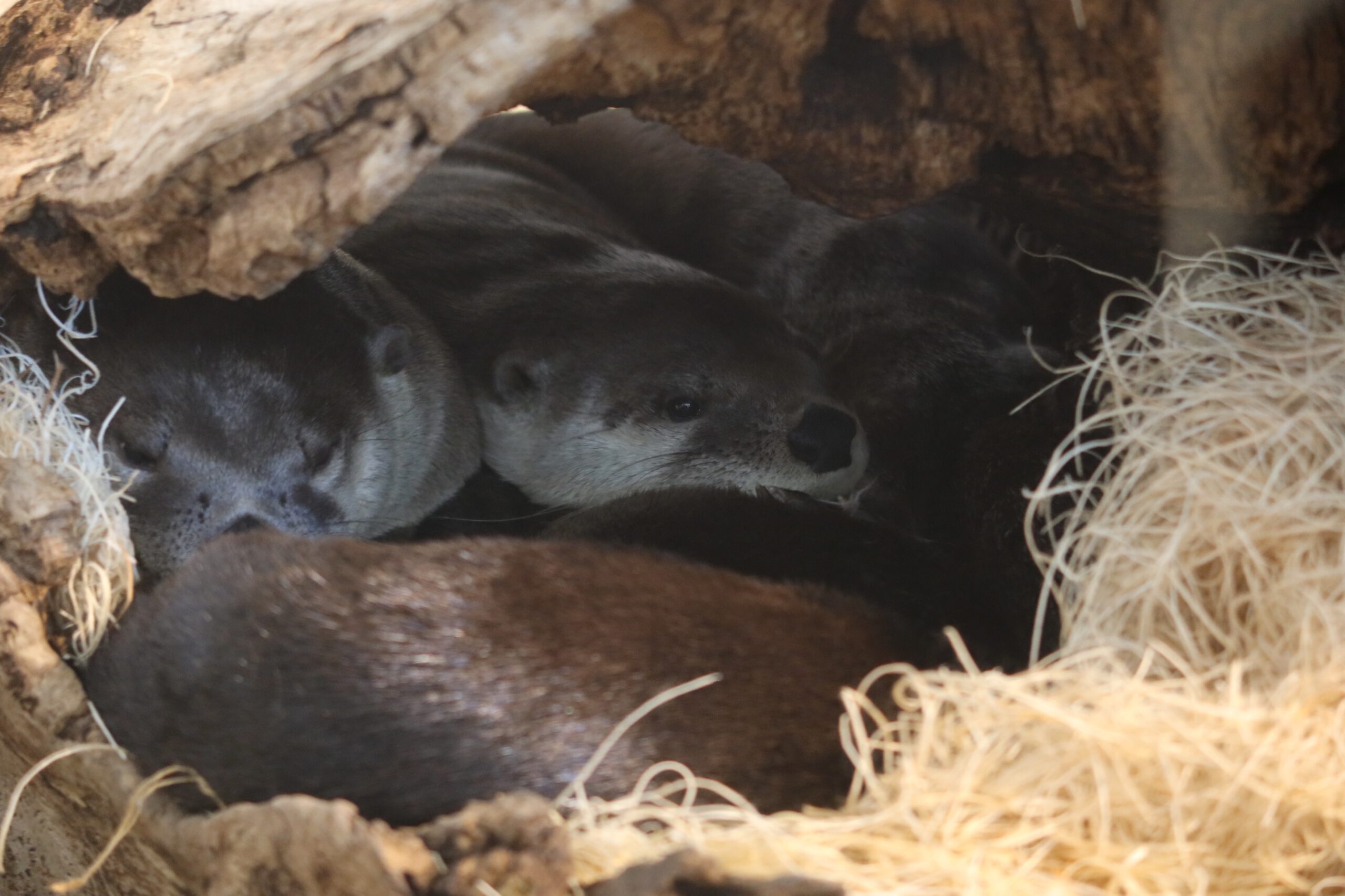 Aquarium of the Bay river otters resting together in a rocky den, North American river otters sleeping inside a natural habitat exhibit at Pier 39 in San Francisco