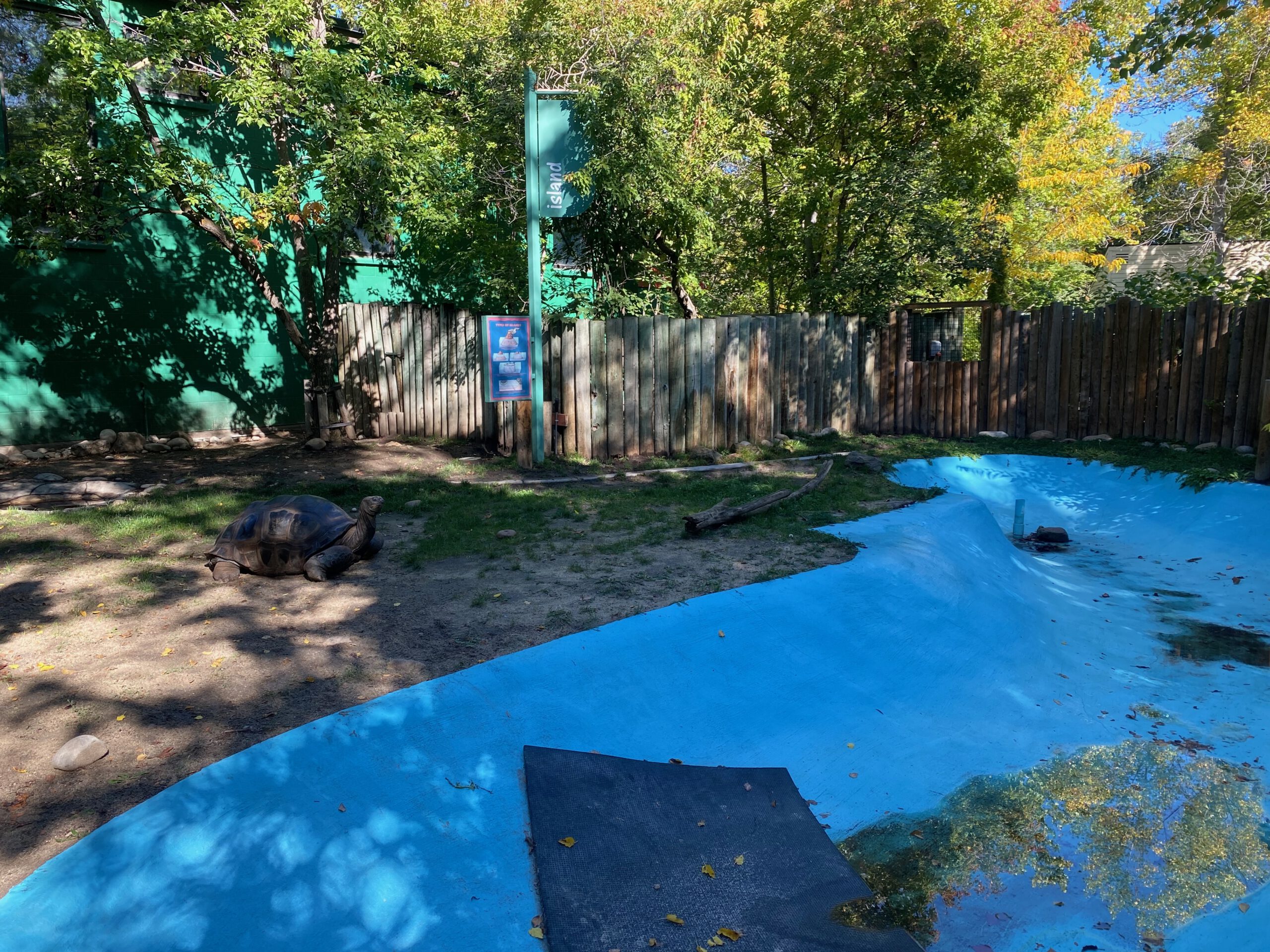 Giant tortoise resting on dry ground next to a small blue-painted pool inside an enclosed zoo habitat, surrounded by wooden fencing and trees.