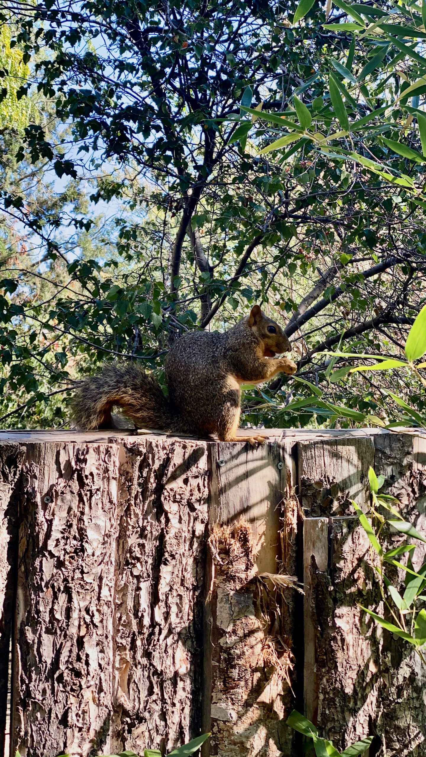 Wild squirrel sitting on a weathered wooden fence, eating with trees and green foliage in the background at Zoo Boise in downtown Boise.
