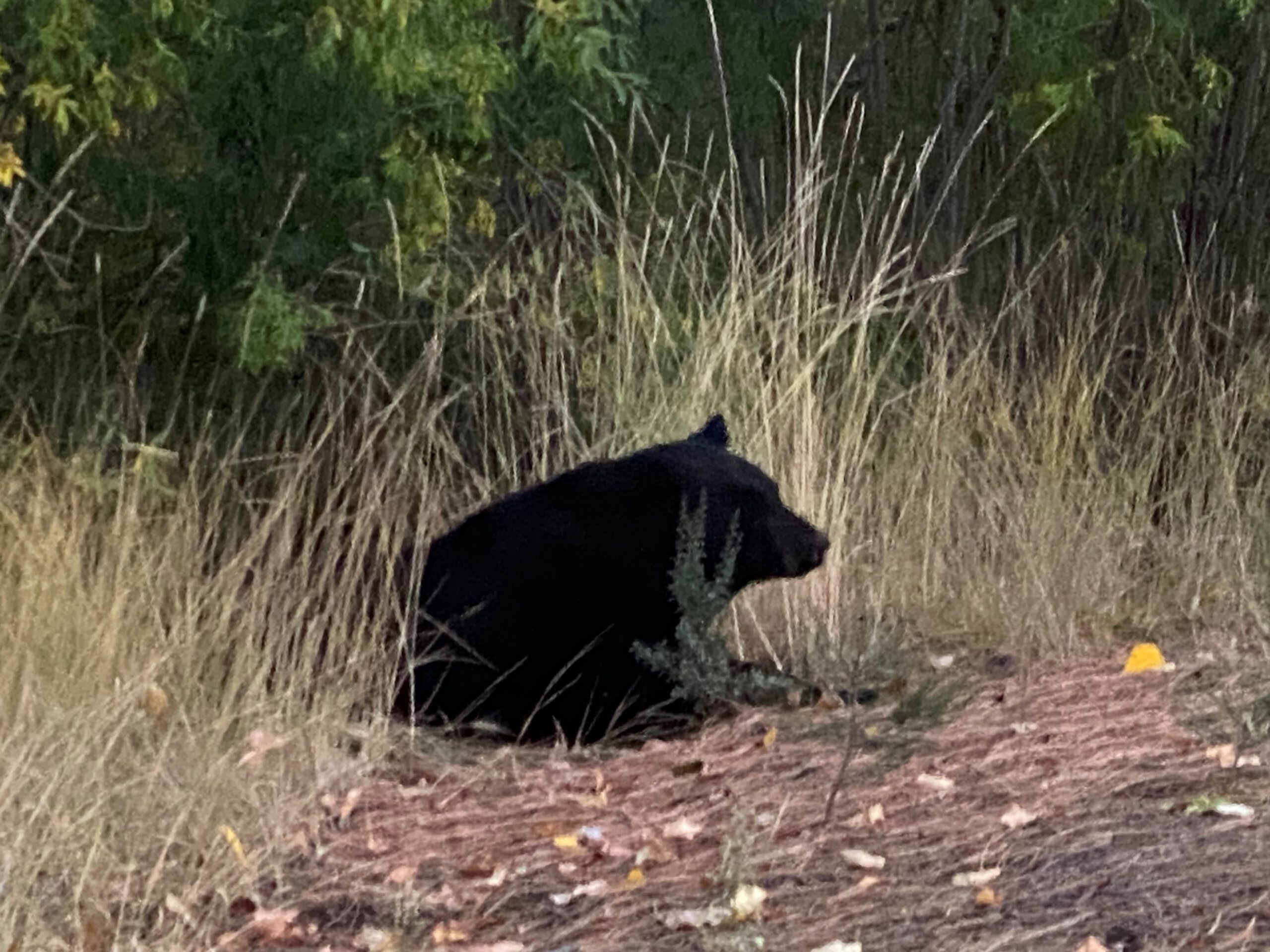 Black bear spotted in the wild near Lake Tahoe, walking through dry grass and forest vegetation during the evening.