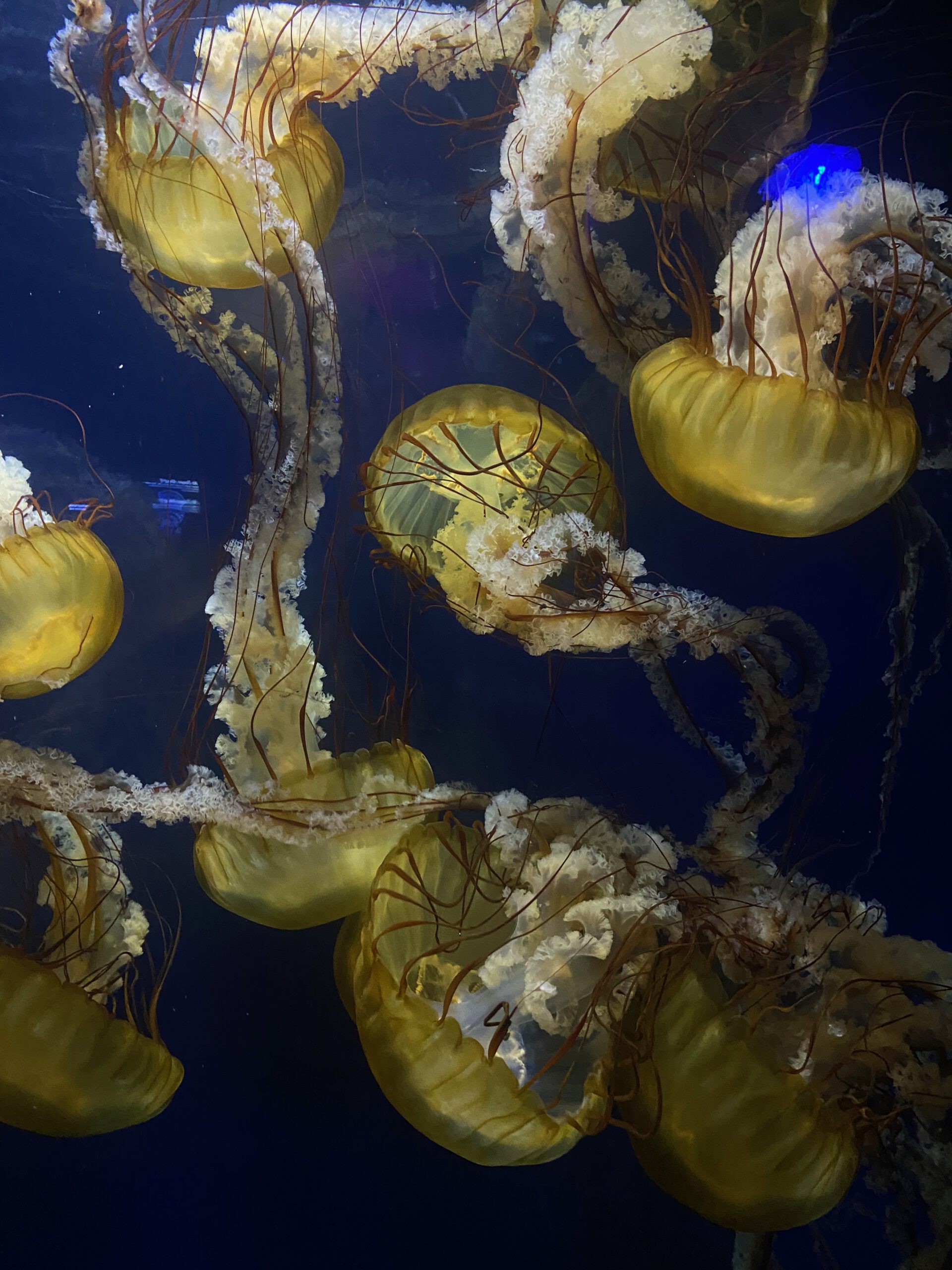 Aquarium of the Bay jellyfish exhibit at Pier 39 in San Francisco, Pacific sea nettle jellyfish with long tentacles and golden bells swimming in a dark blue tank