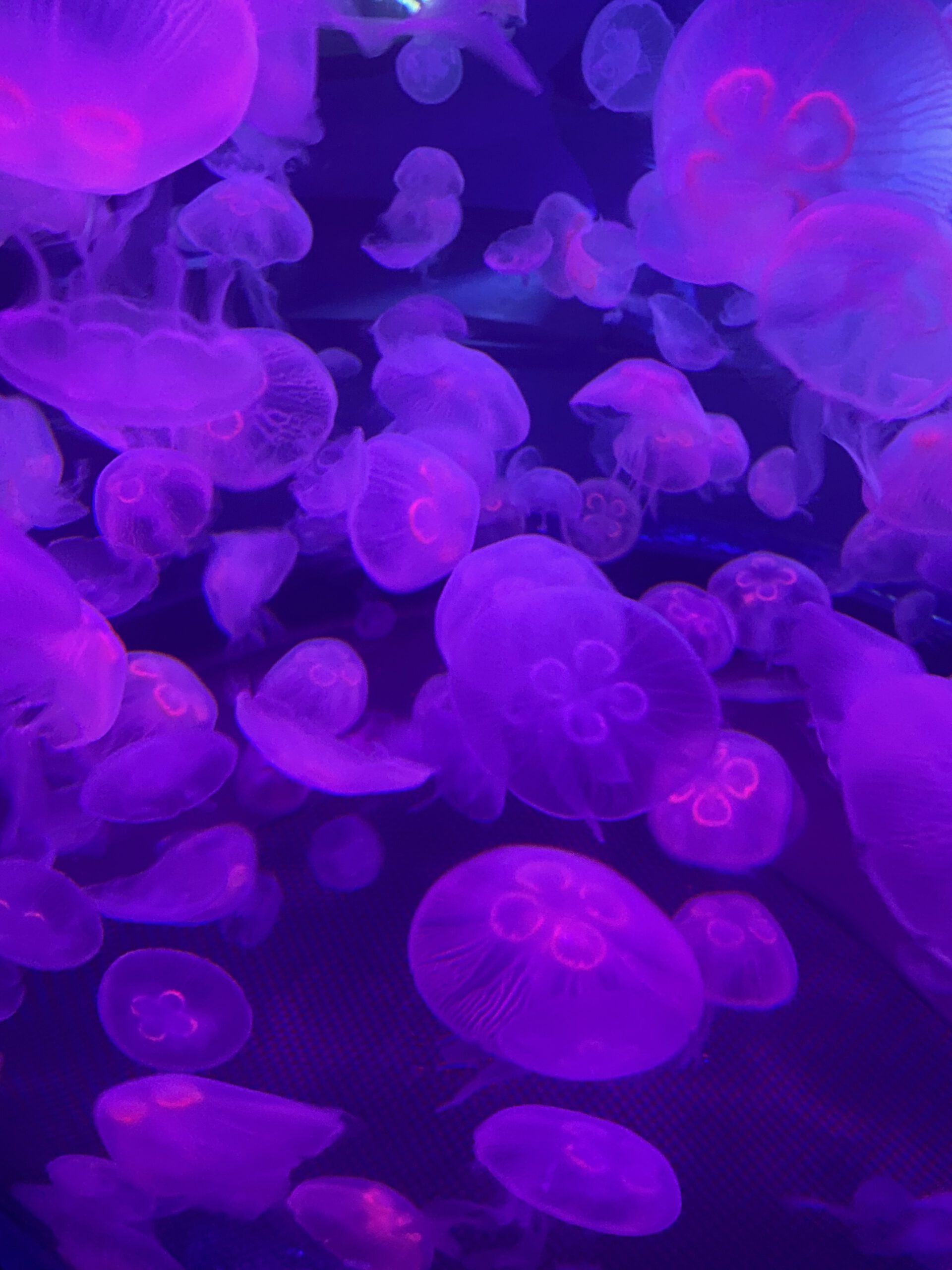 Aquarium of the Bay jellyfish exhibit in San Francisco, moon jellyfish floating in a purple and blue illuminated tank, glowing Aurelia aurita displayed at Pier 39