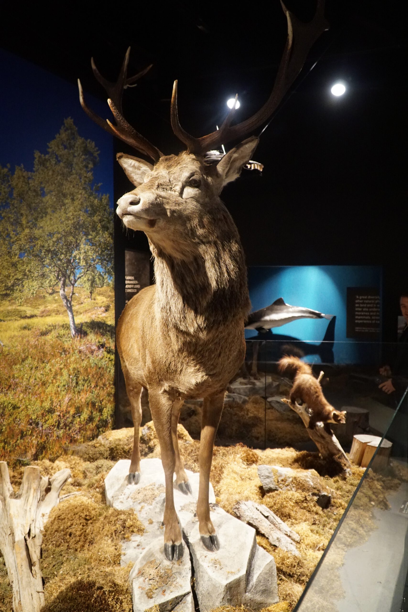 Taxidermy red deer display inside Norsk Fjordsenter Geiranger showing wildlife from the UNESCO World Heritage Geirangerfjord region, with forest backdrop and natural habitat reconstruction