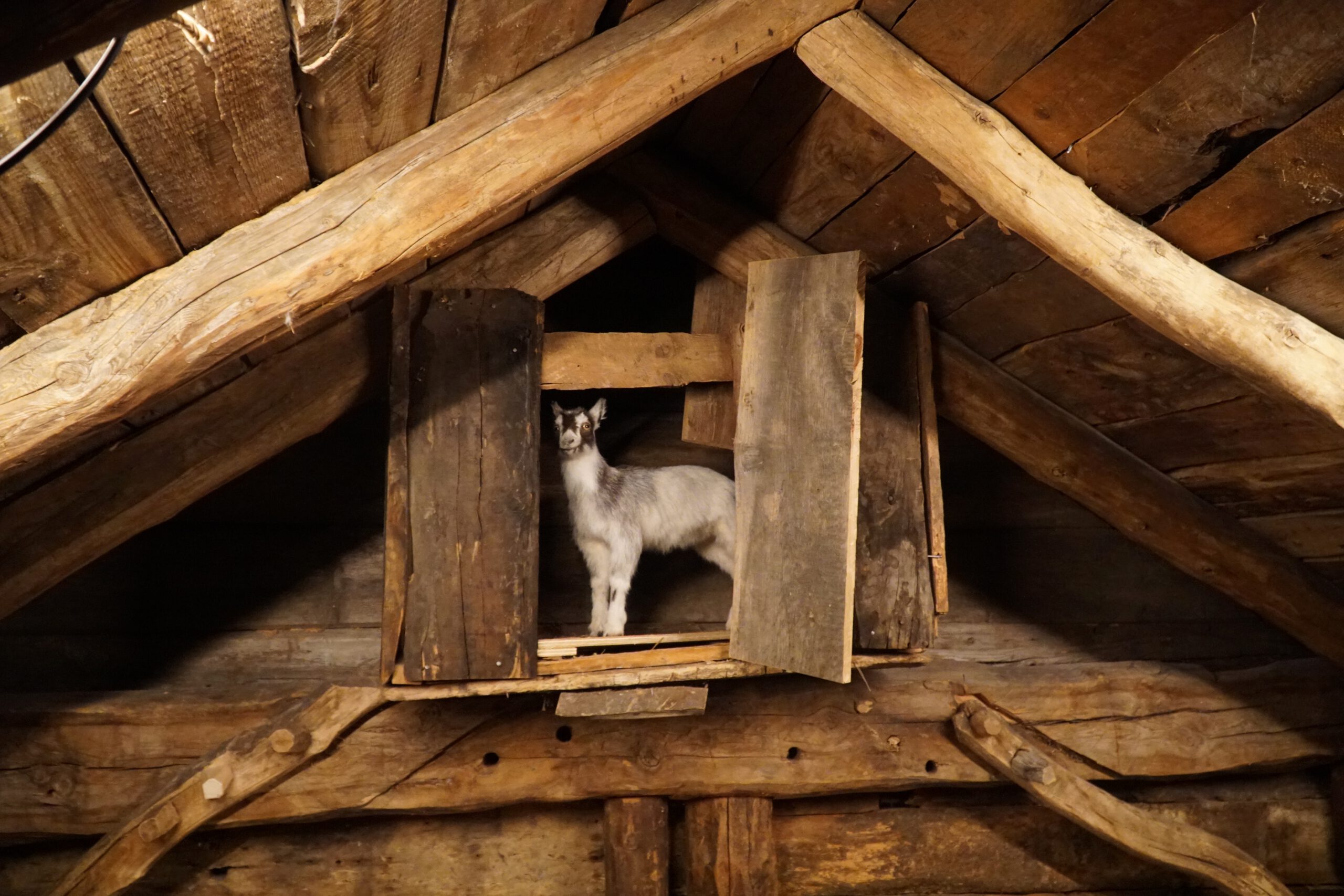 Traditional wooden attic interior at Norsk Fjordsenter Geiranger showing a goat in a small loft window inside a historic farm structure, part of the UNESCO World Heritage Geirangerfjord exhibition